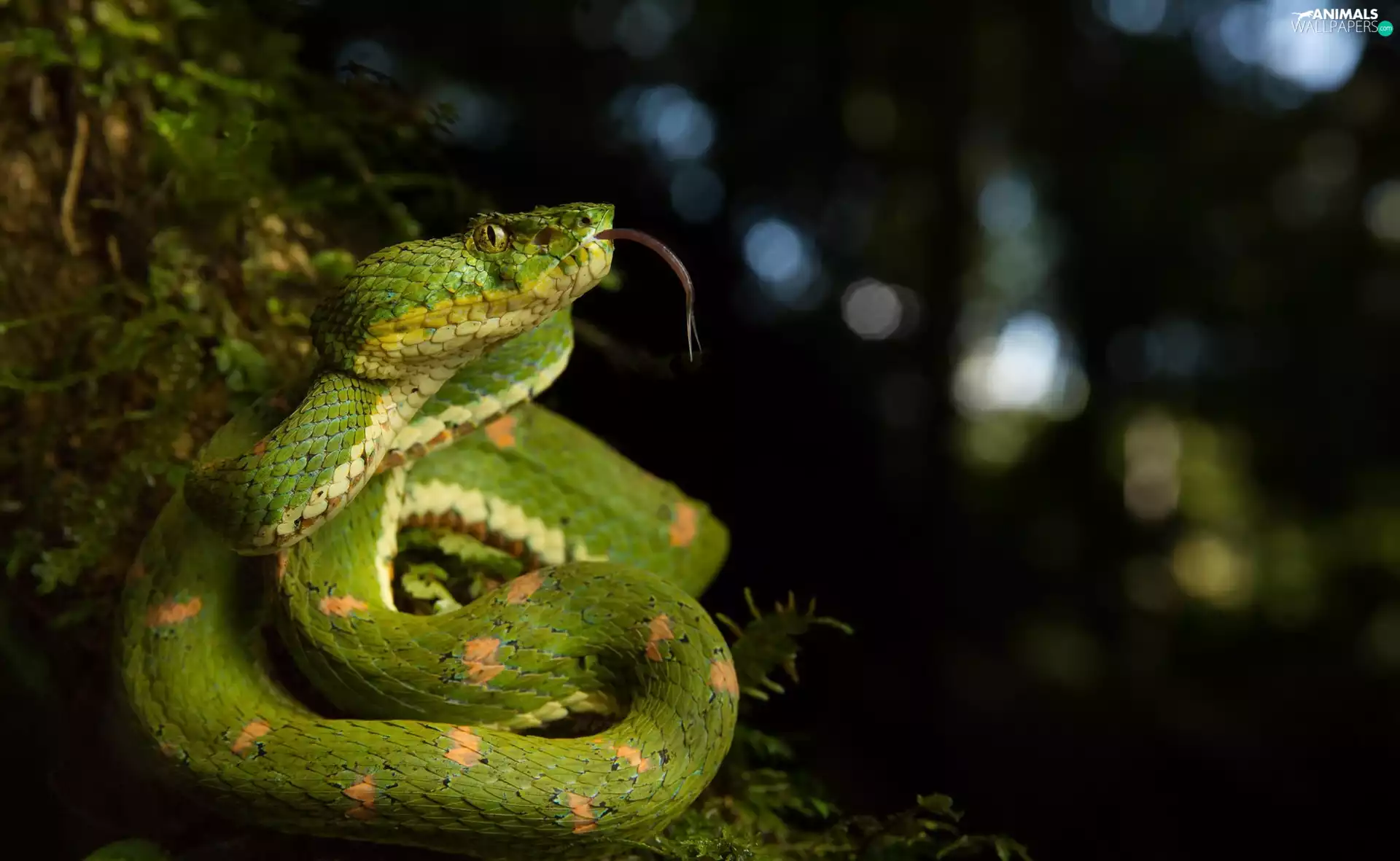 Green, Snake