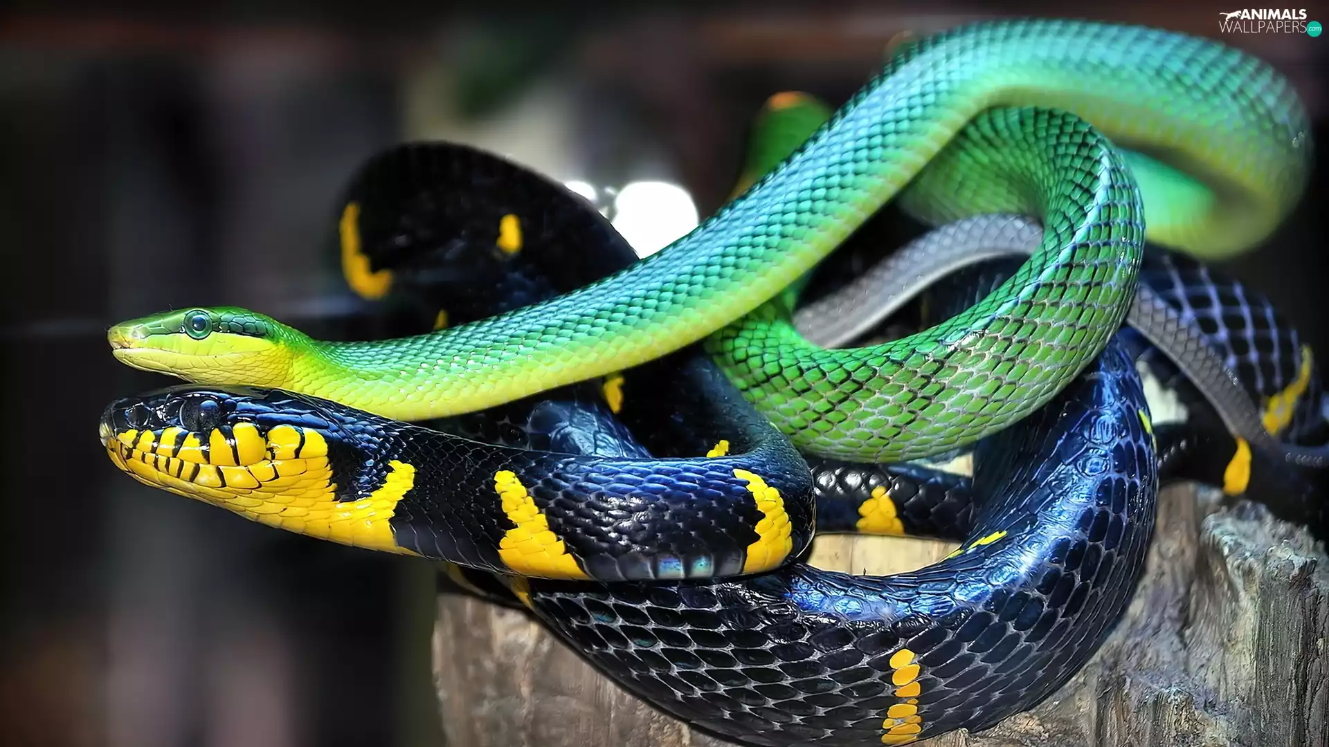snakes, navy, Yellow, Green