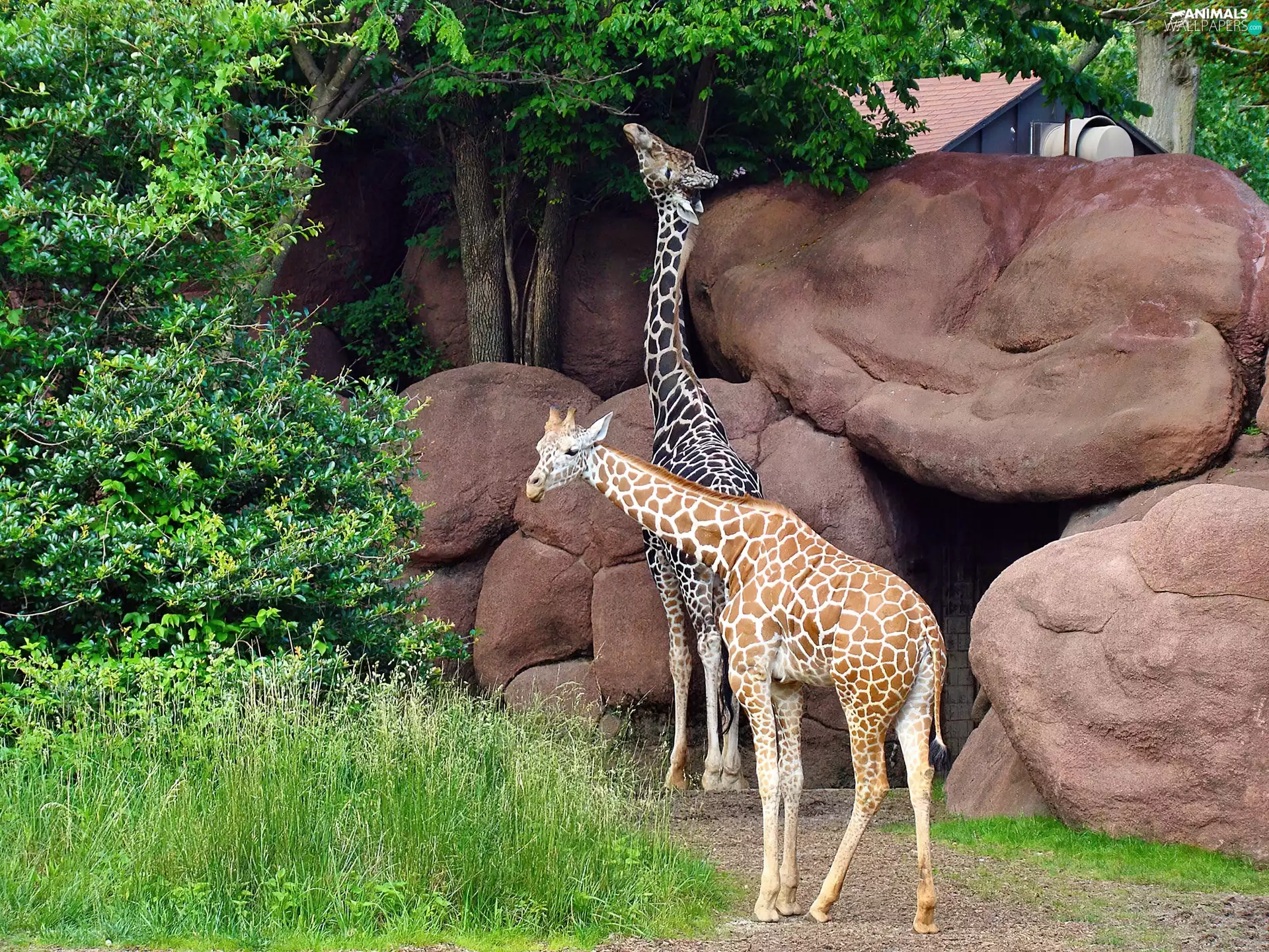 green, giraffe, Stones