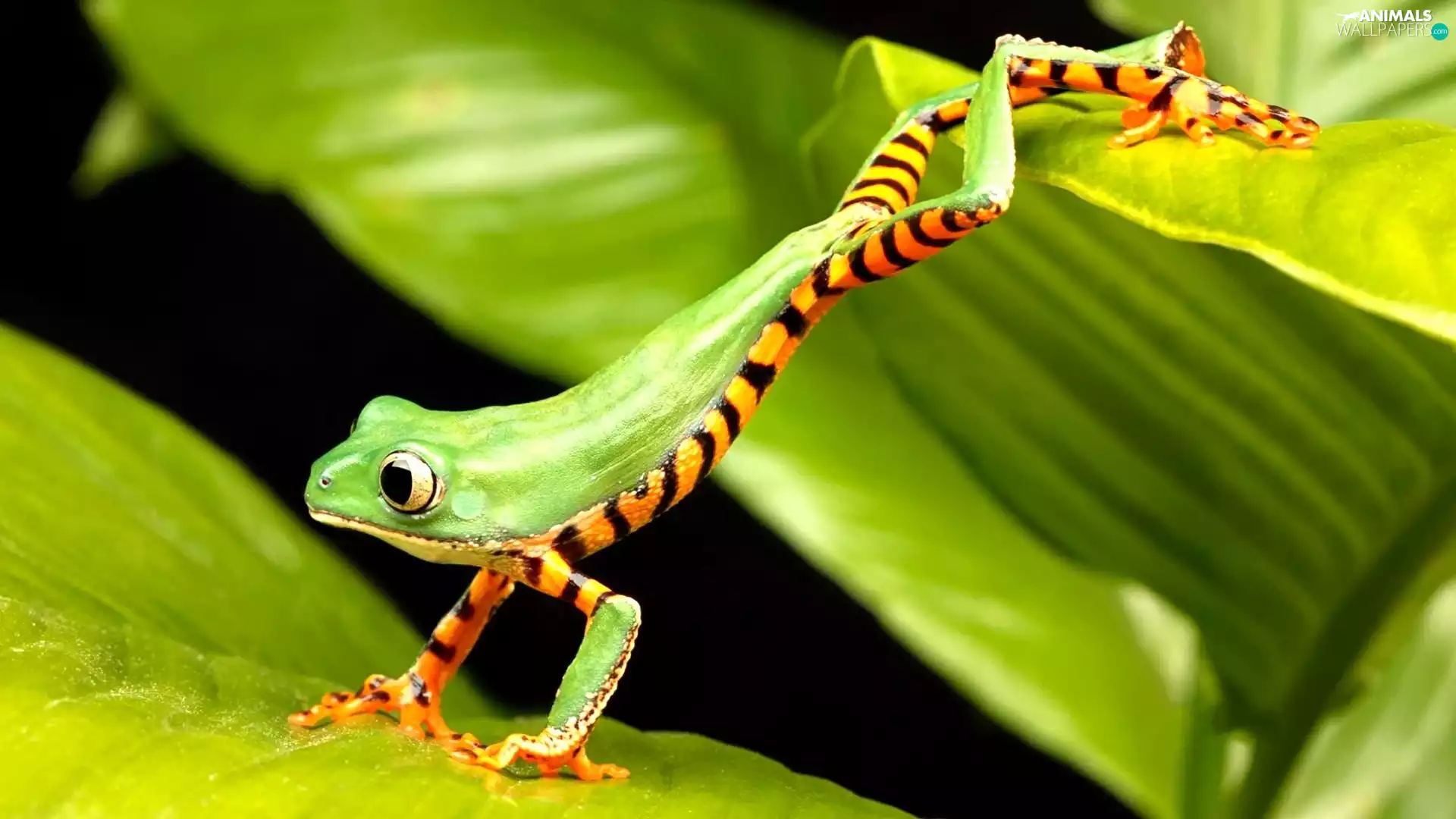 stretched, green, stripes, strange frog