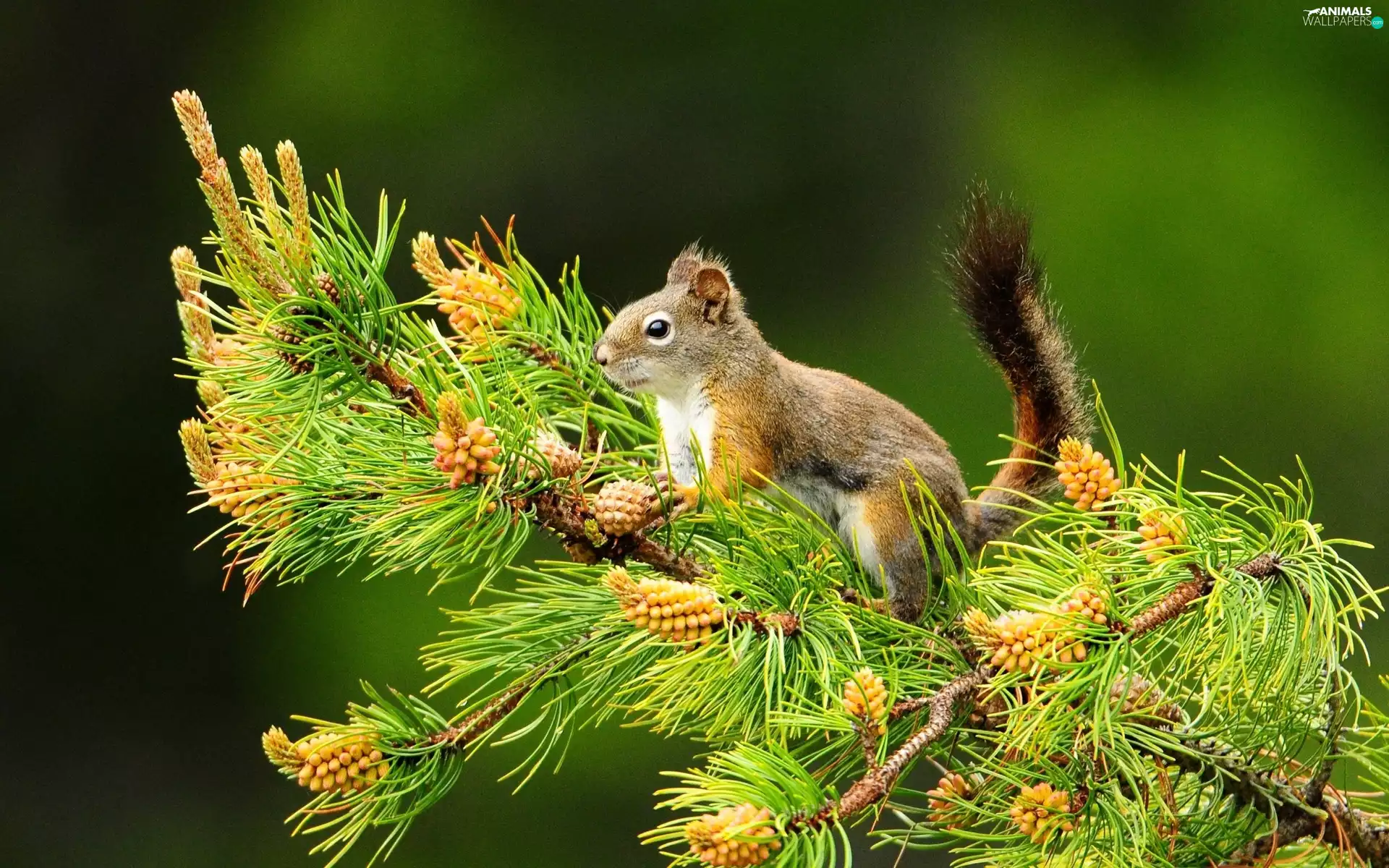 green, squirrel, trees