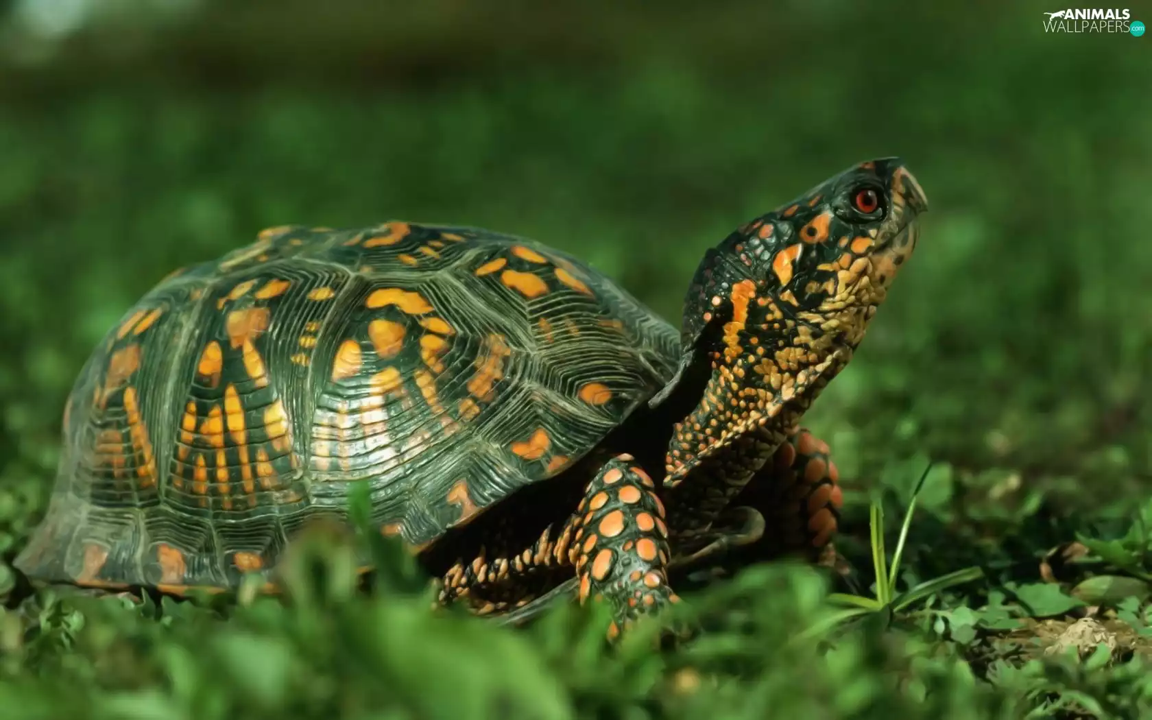 Green, grass, turtle