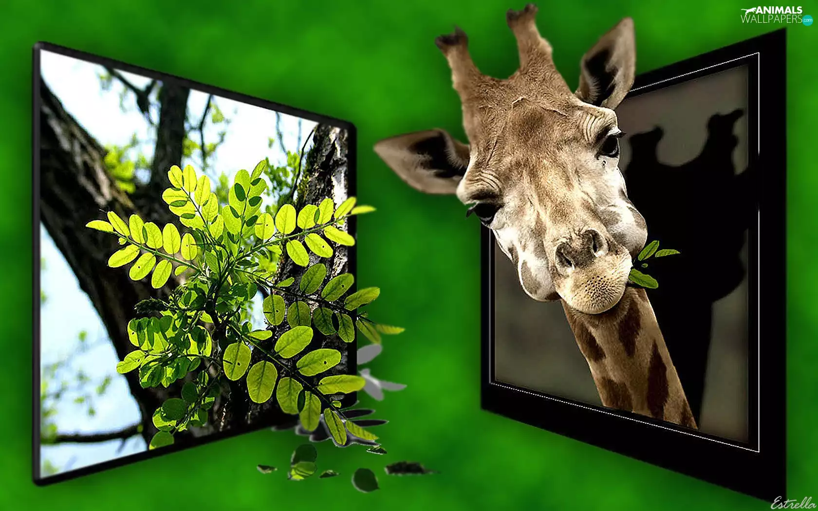 leaves, 4d, giraffe, green ones, TV