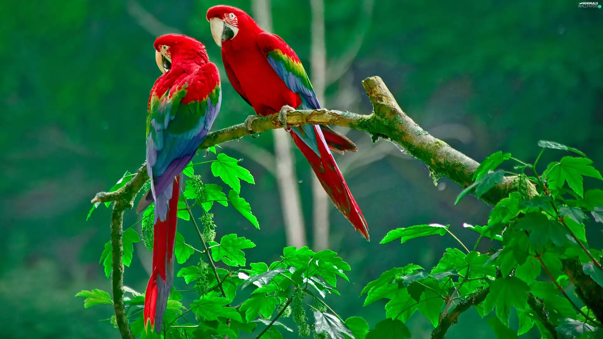 Parrots, Leaf, red, green ones, Two