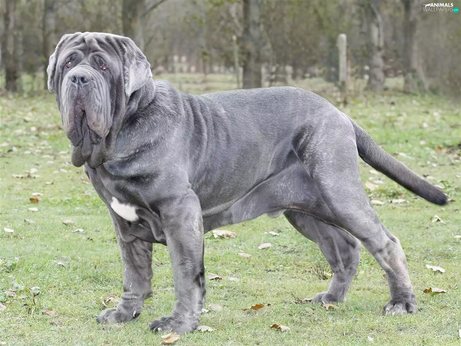 coat, Mastif neapolitański, Grey