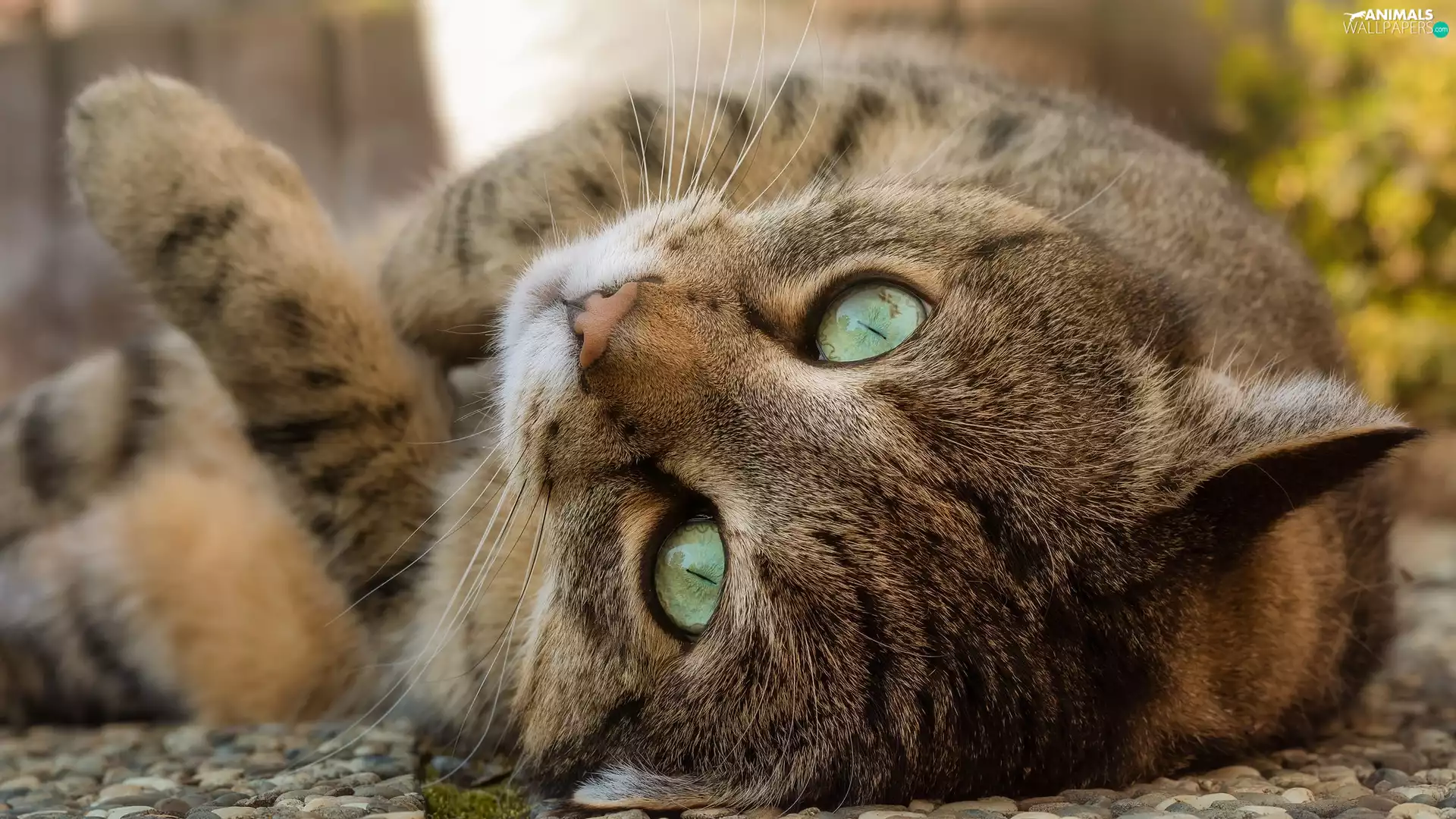 green ones, Eyes, Grey, cat, lying