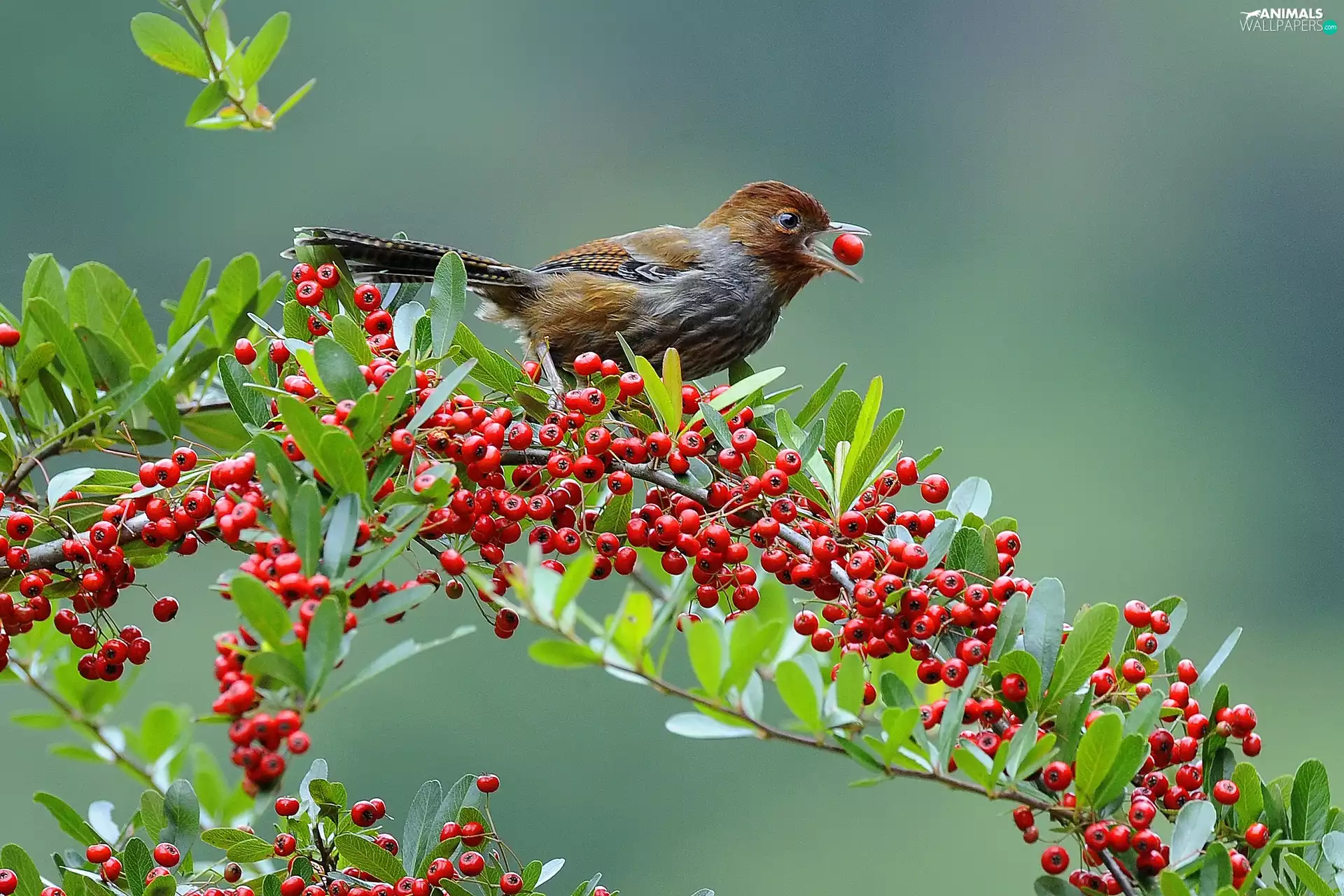 Brown Grey, Red, blueberries, birdies