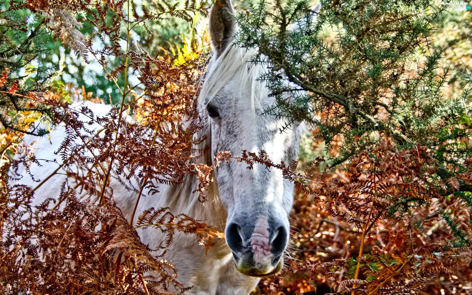 branch pics, Horse, grizzle