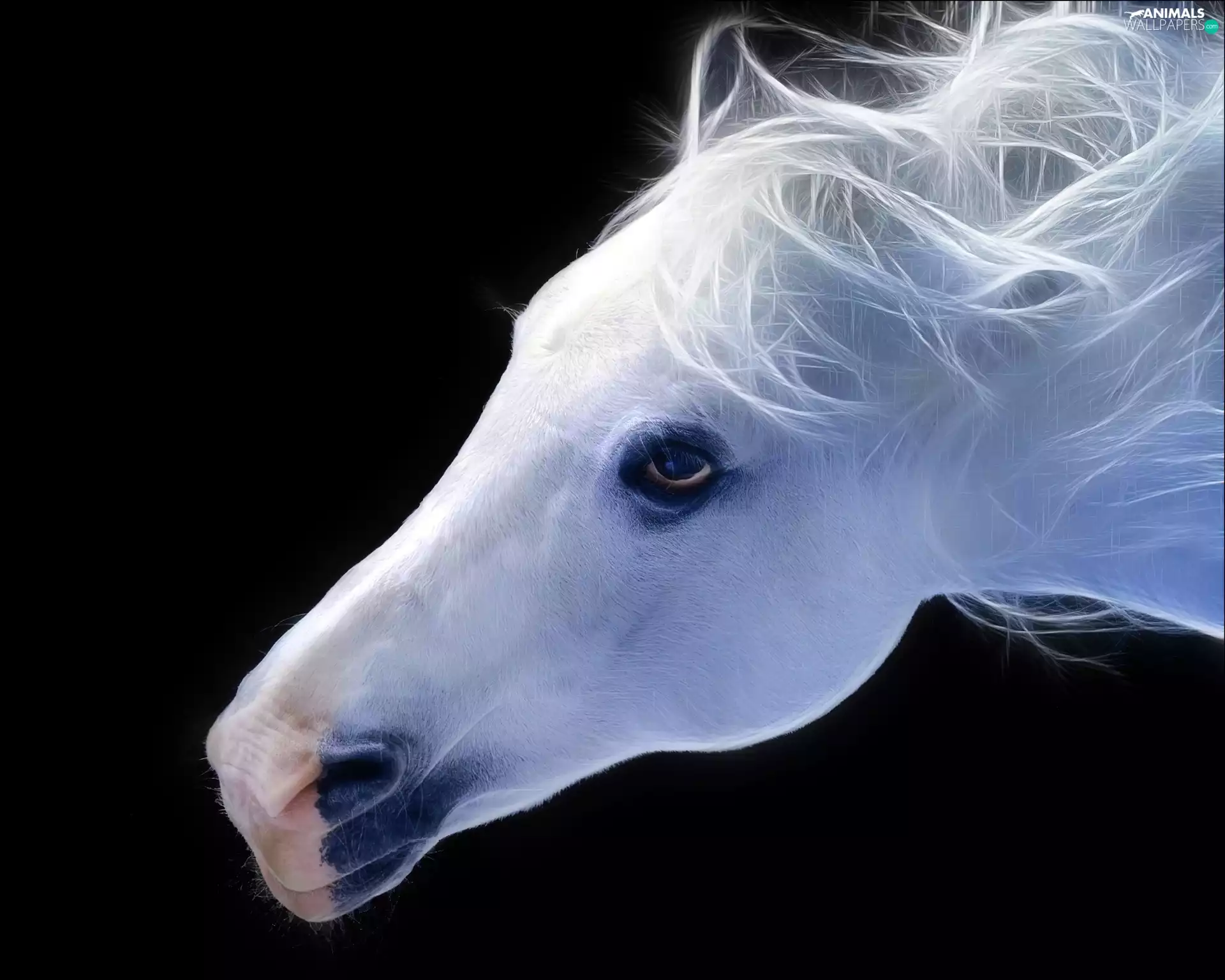 Horse, Head, Art, grizzle