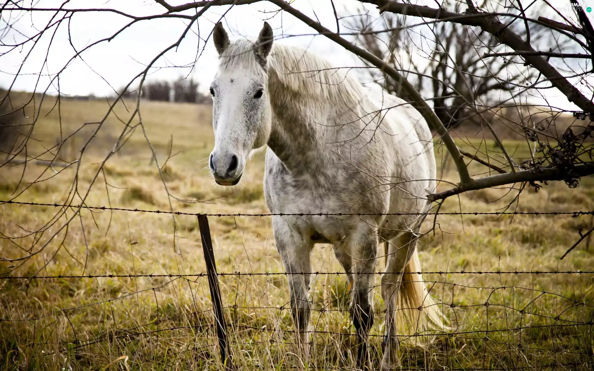 Horse, Meadow, fence, grizzle