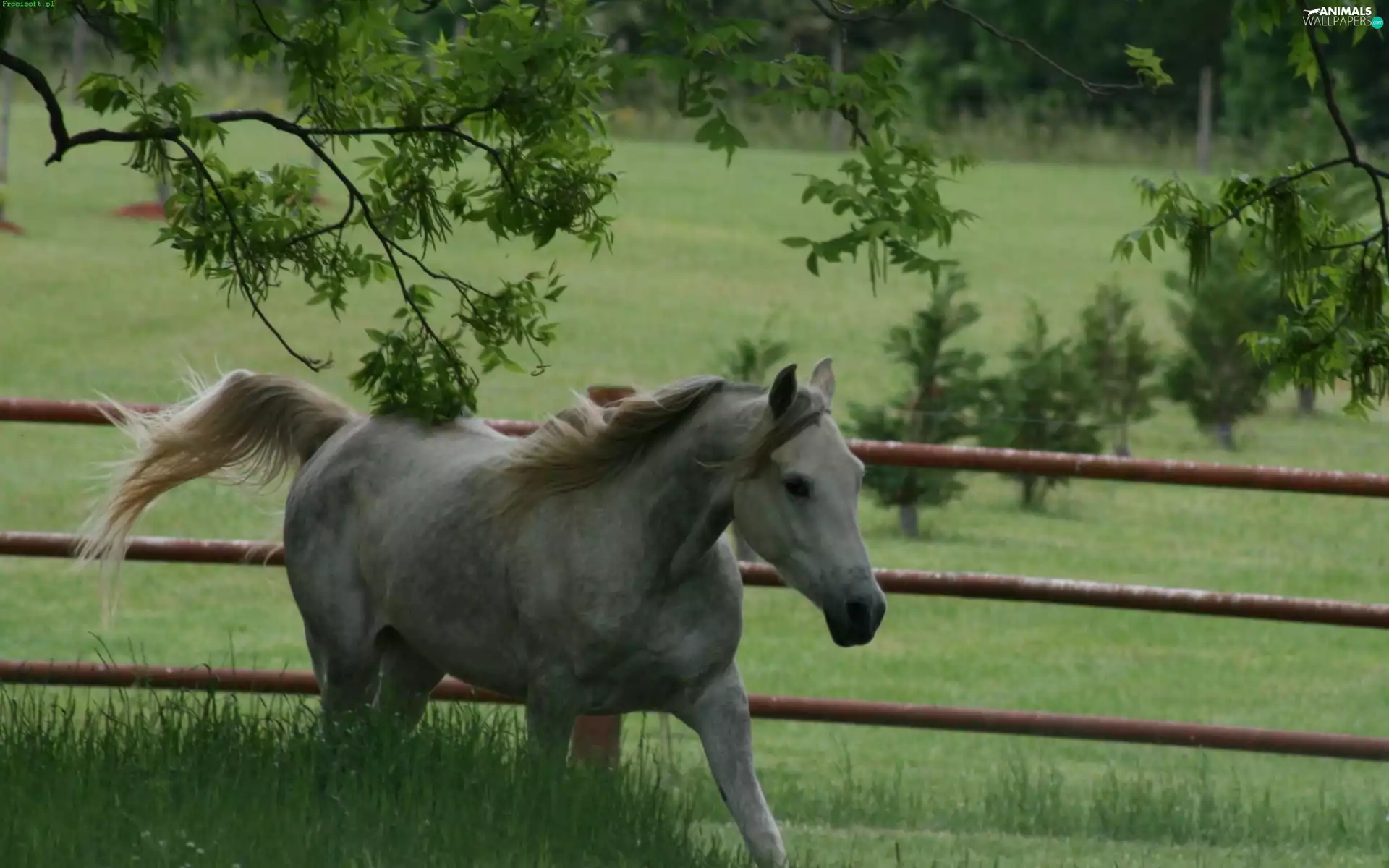Horse, fence, grass, grizzle