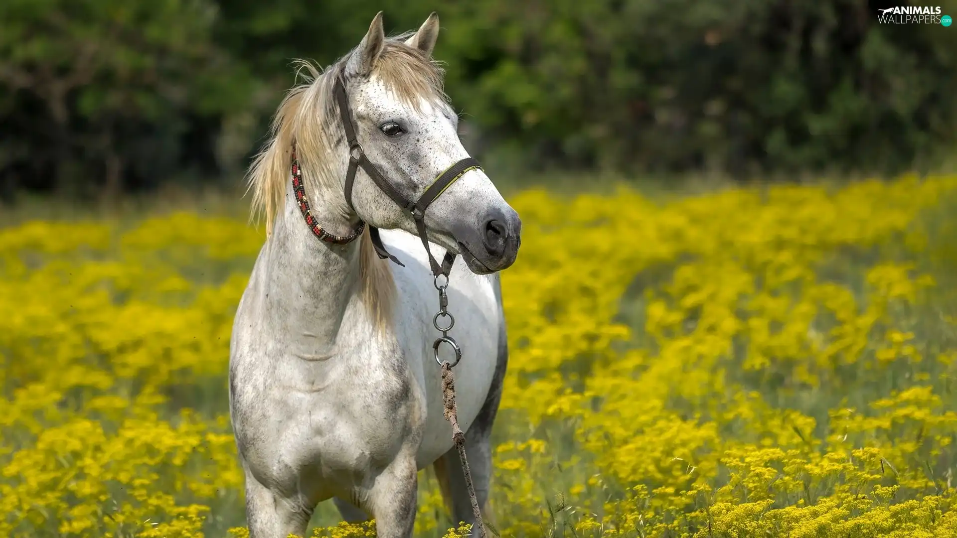 Horse, bridle, Meadow, grizzle