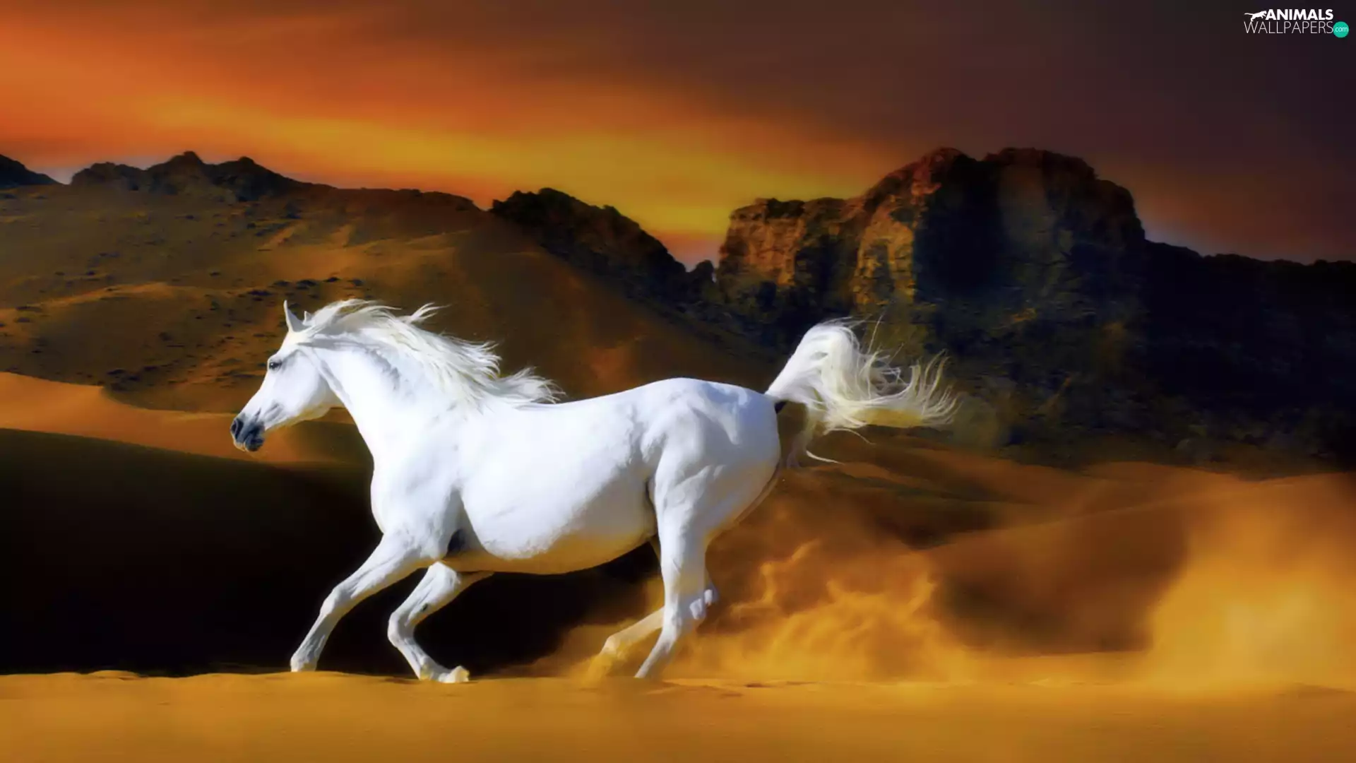 Horse, west, sun, grizzle