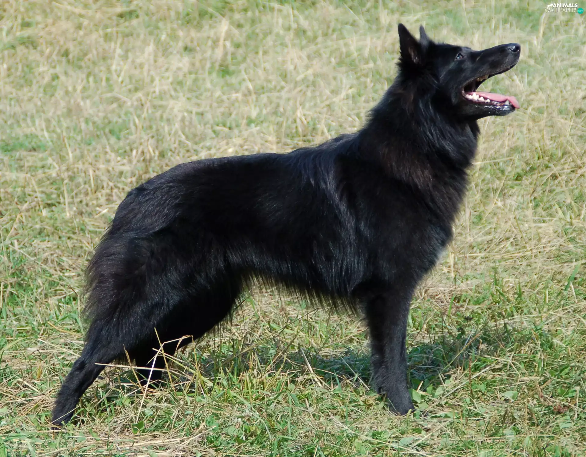Black, Belgian Shepherd Groenendael