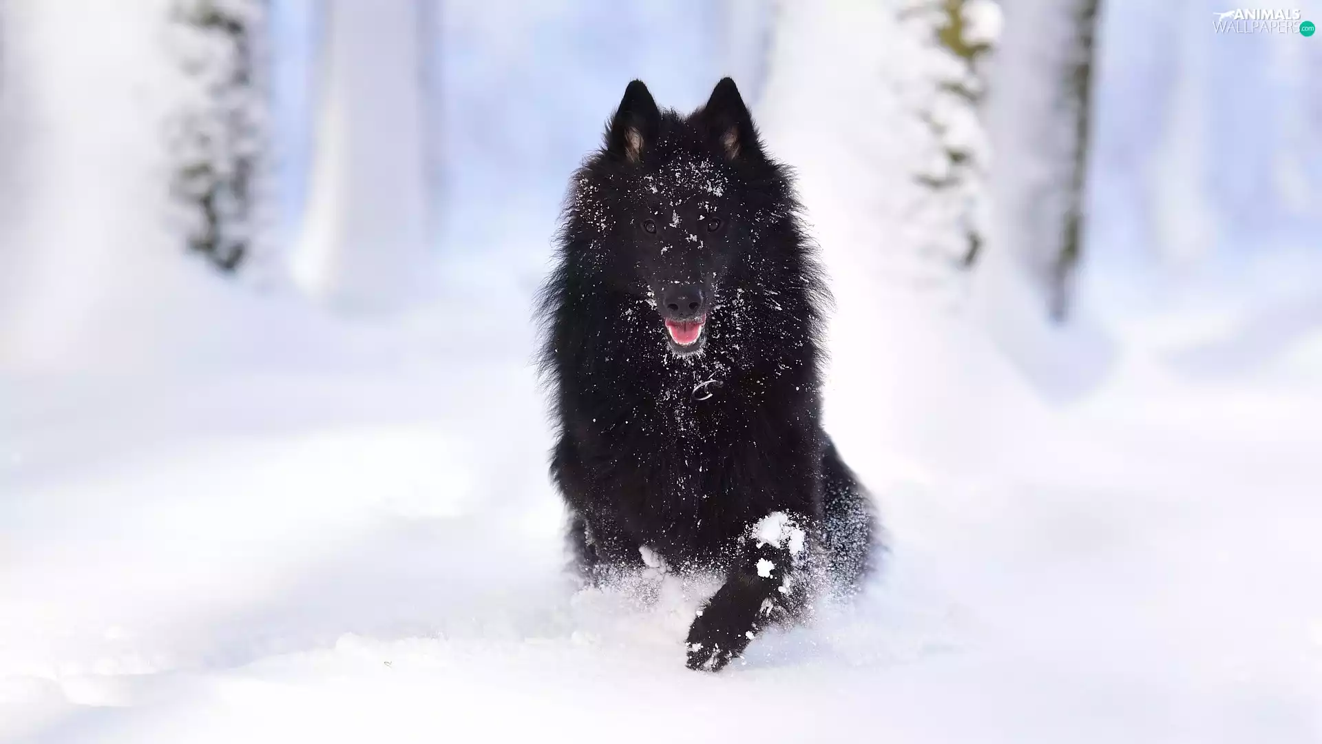 snow, Belgian Shepherd Groenendael