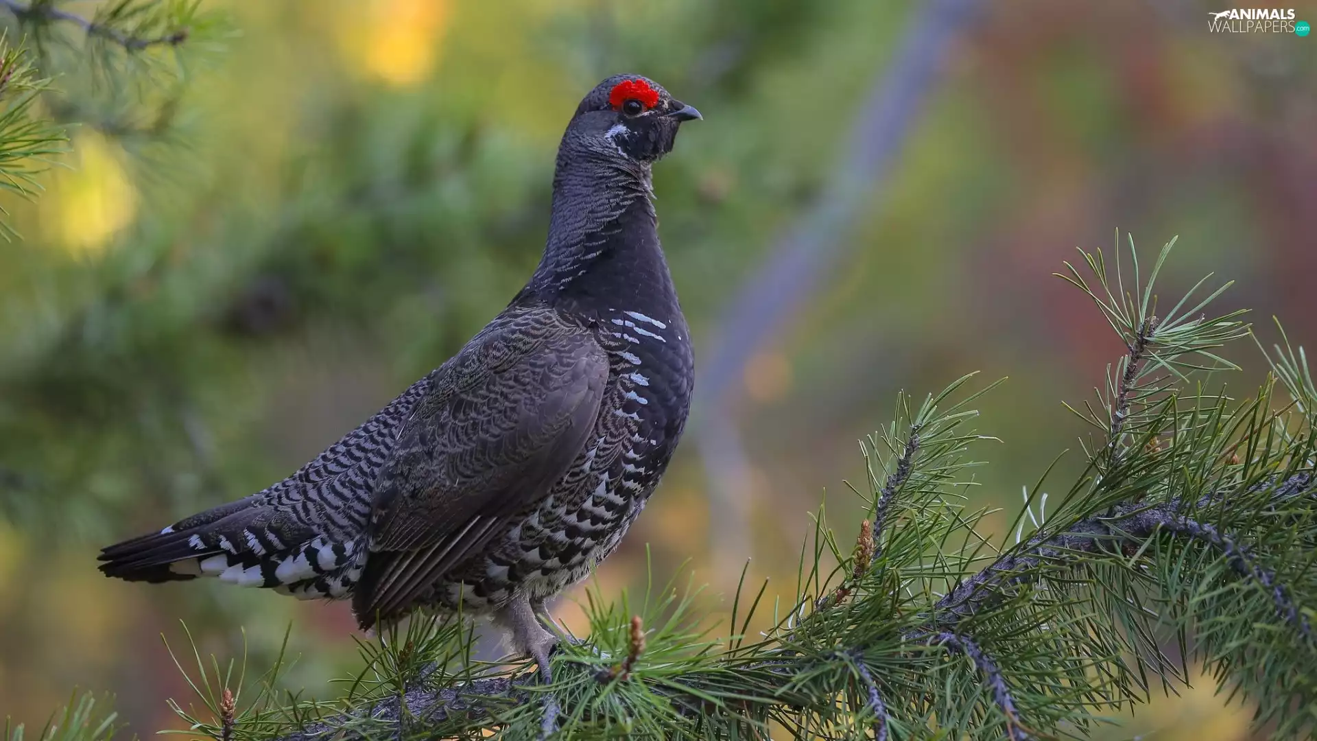 twig, Bird, Spruce Grouse
