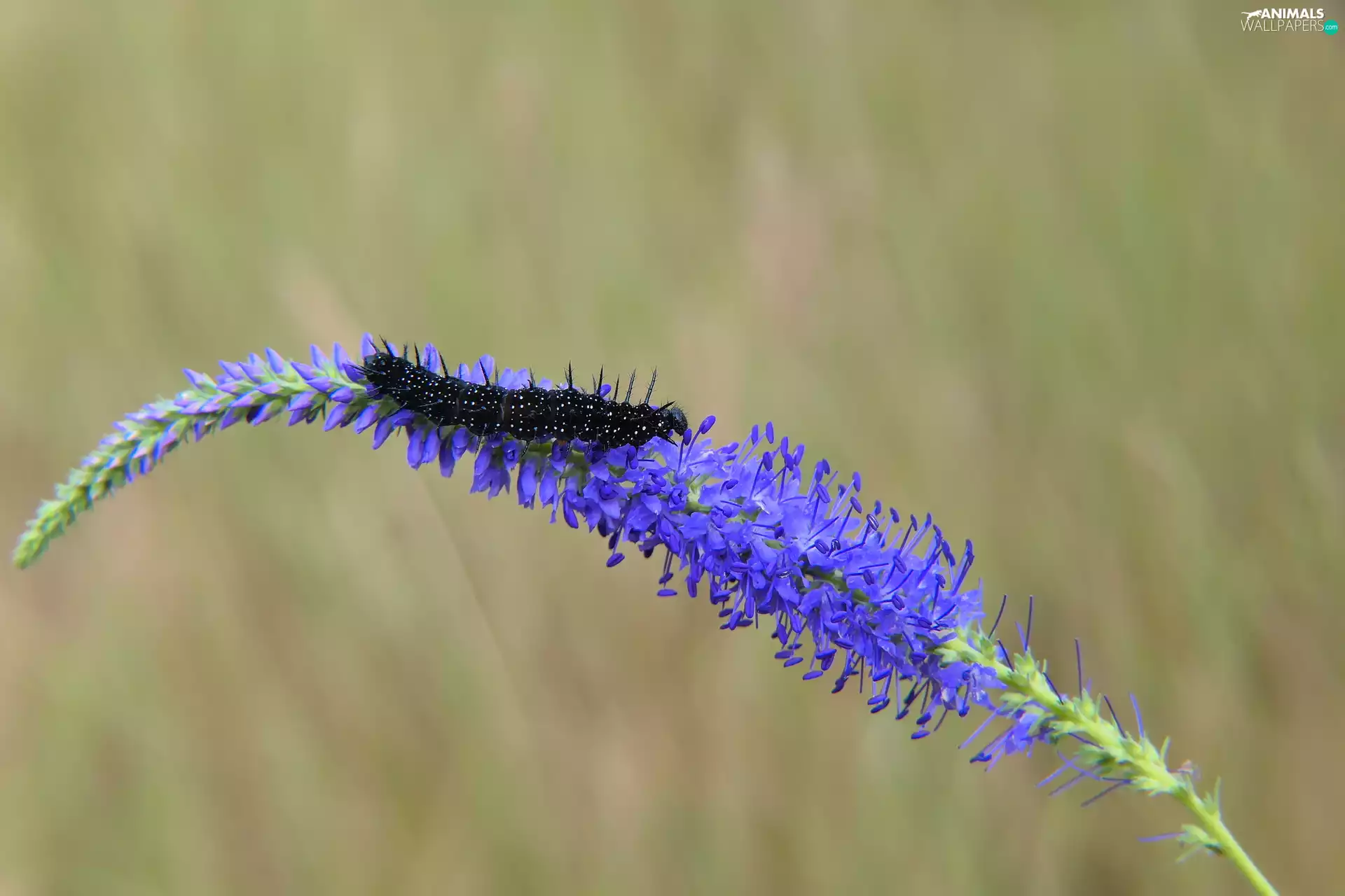 caterpillar, Grub, Colourfull Flowers, Peacock