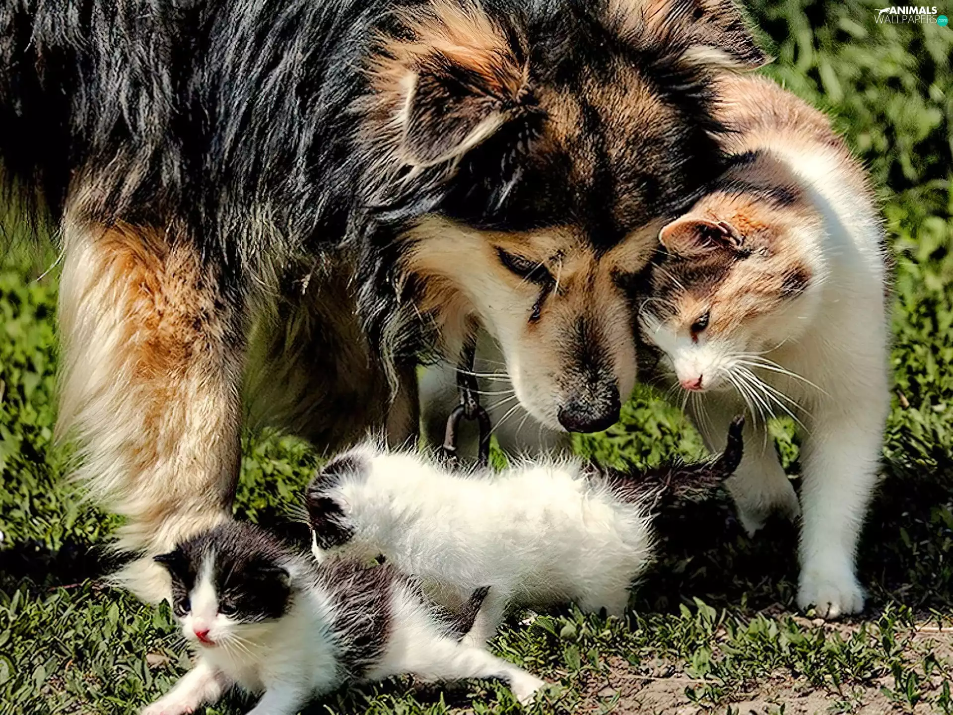 dog, Three, puss, guardian