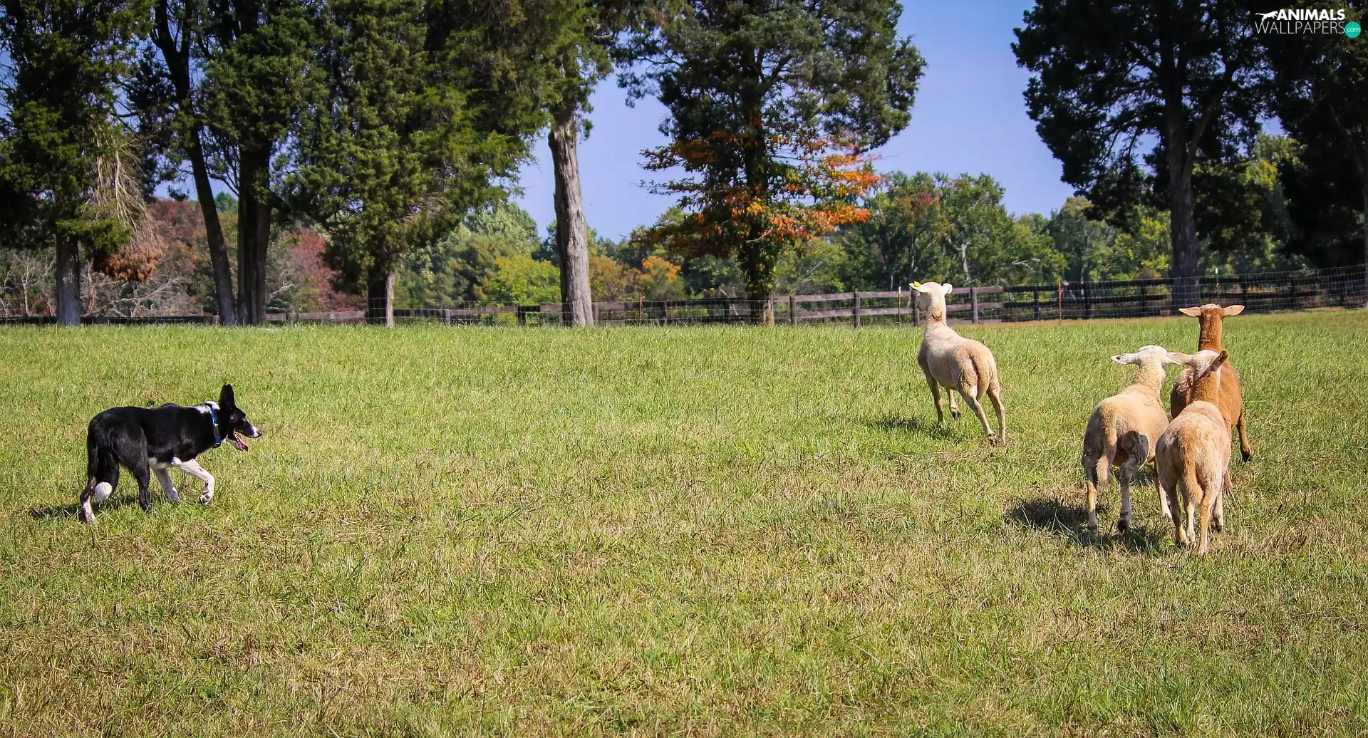 farm, Guarding, Sheep, Border Collie
