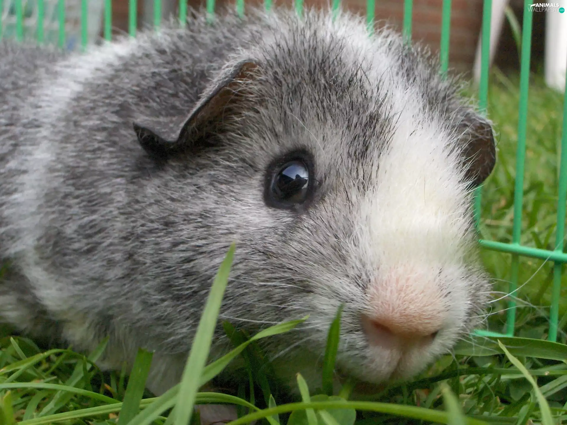 guinea pig, Cage