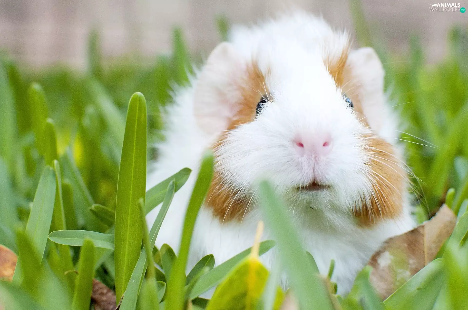 guinea pig, maritime