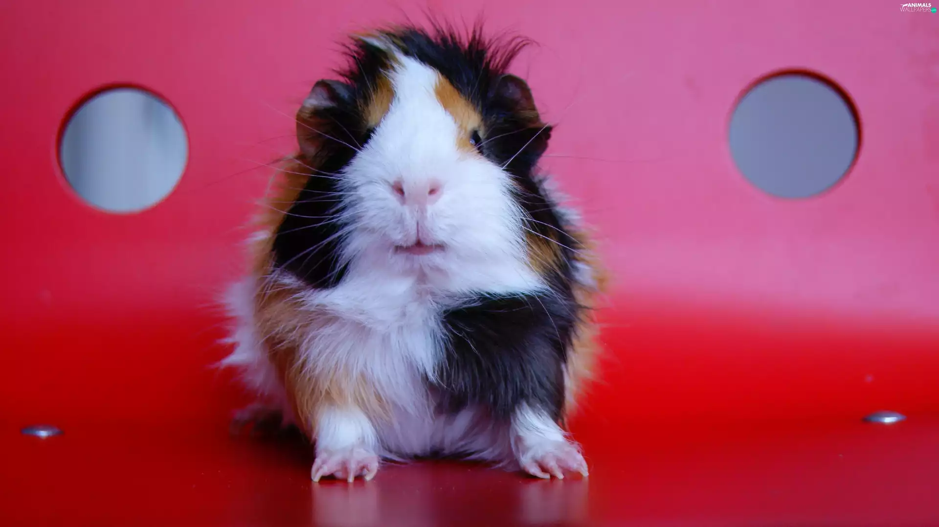 guinea pig