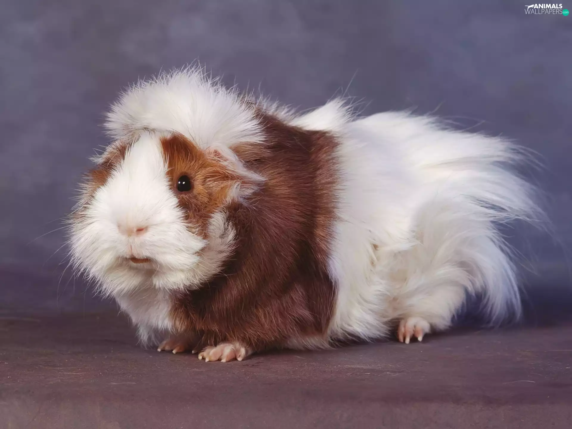 guinea pig