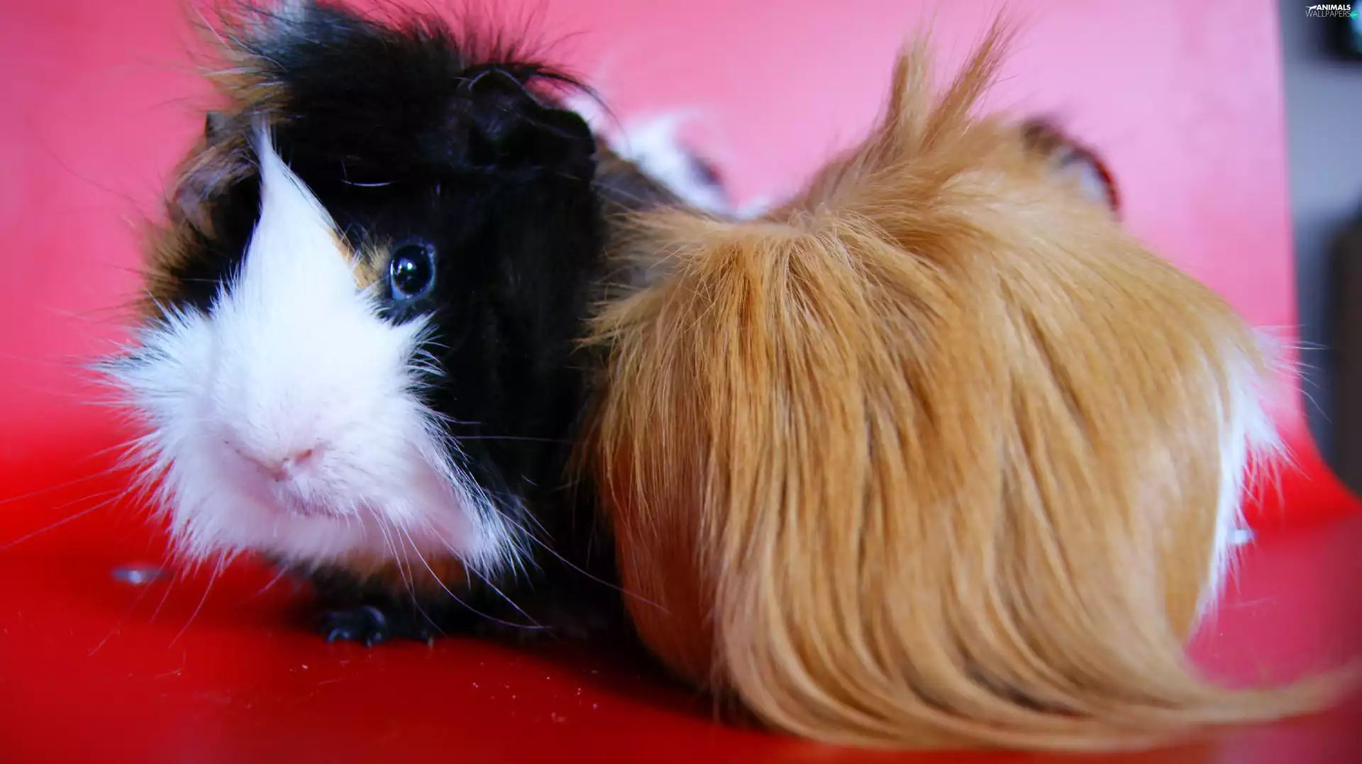 guinea pig