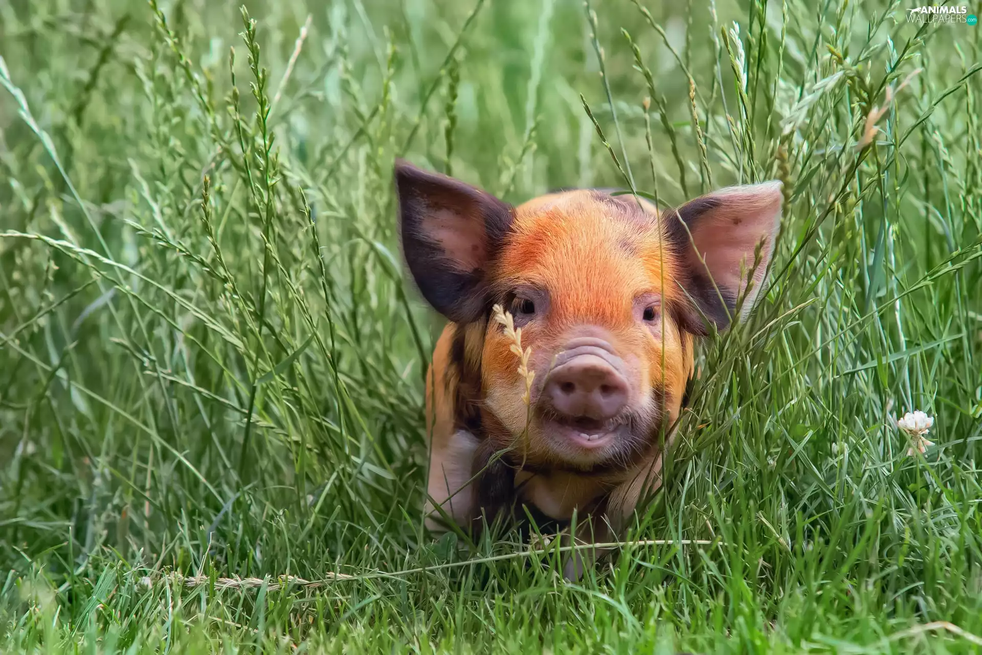 small, guinea pig, grass, Brown