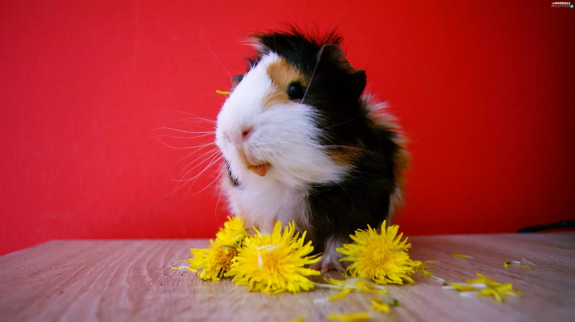 guinea pig, puffball