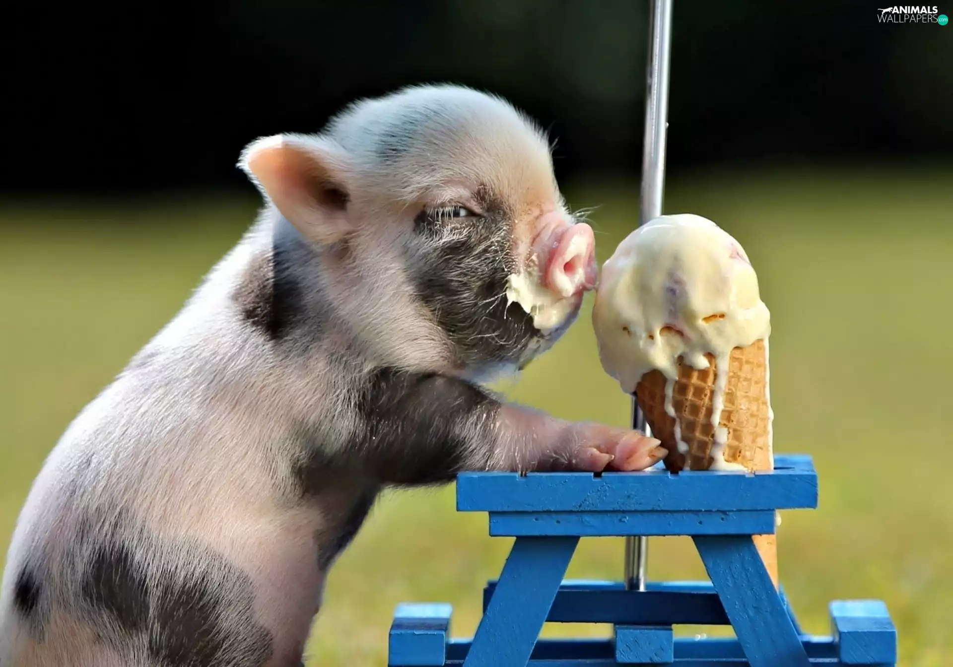 Icecream, Funny, small, guinea pig, Sweet