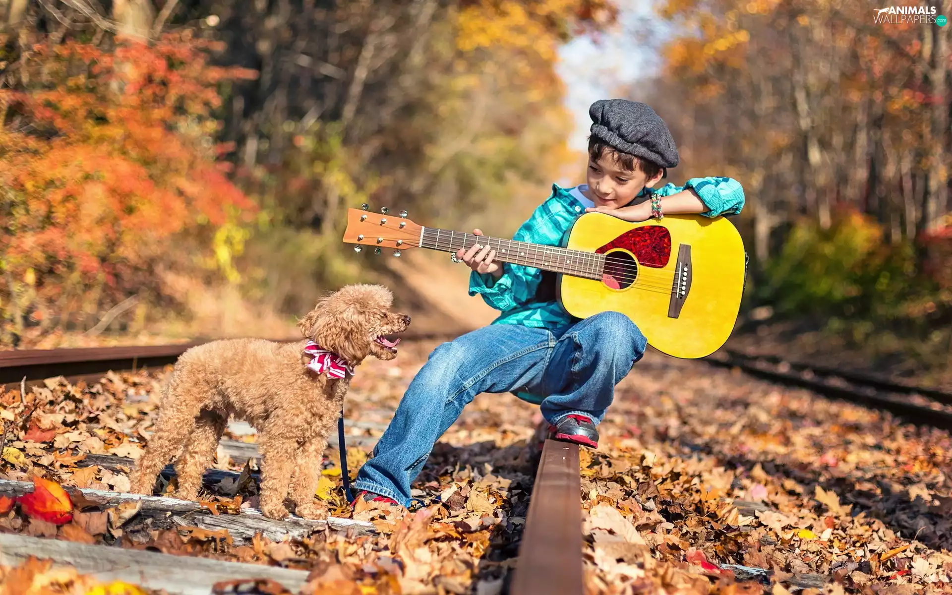dog, boy, autumn, ##, poodle, Guitar