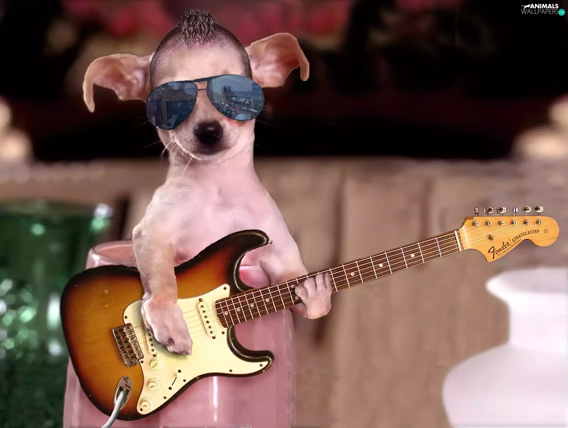 Guitar, dog, Glasses