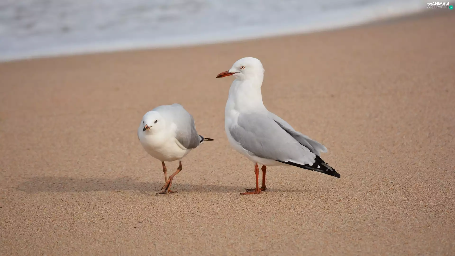 gulls, Beaches
