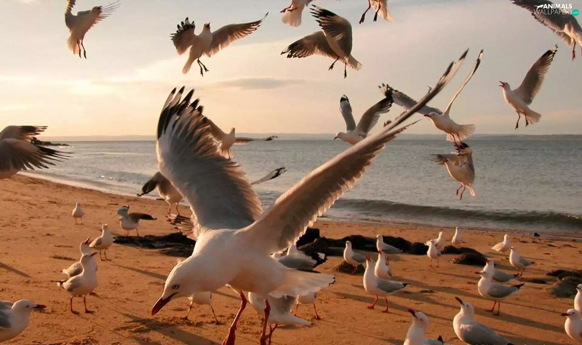 gulls, Beaches