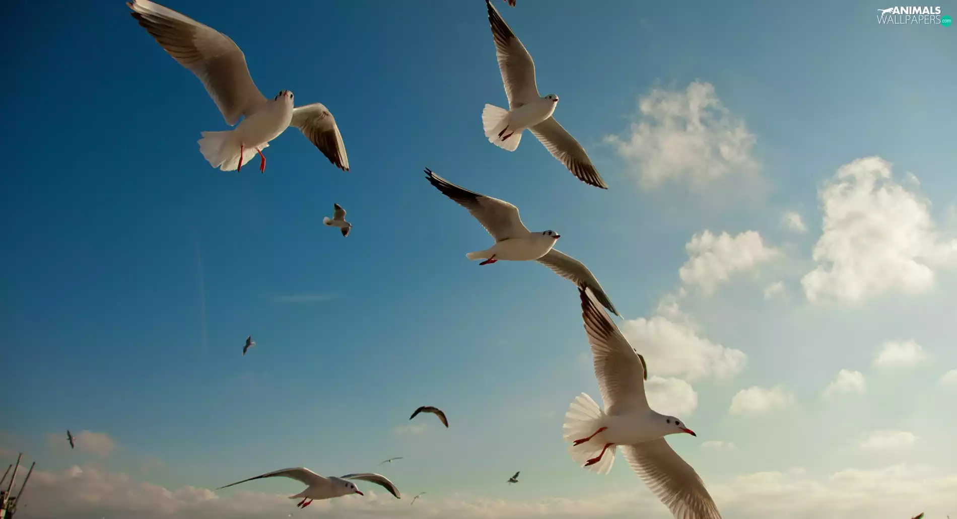 gulls, Sky, clouds