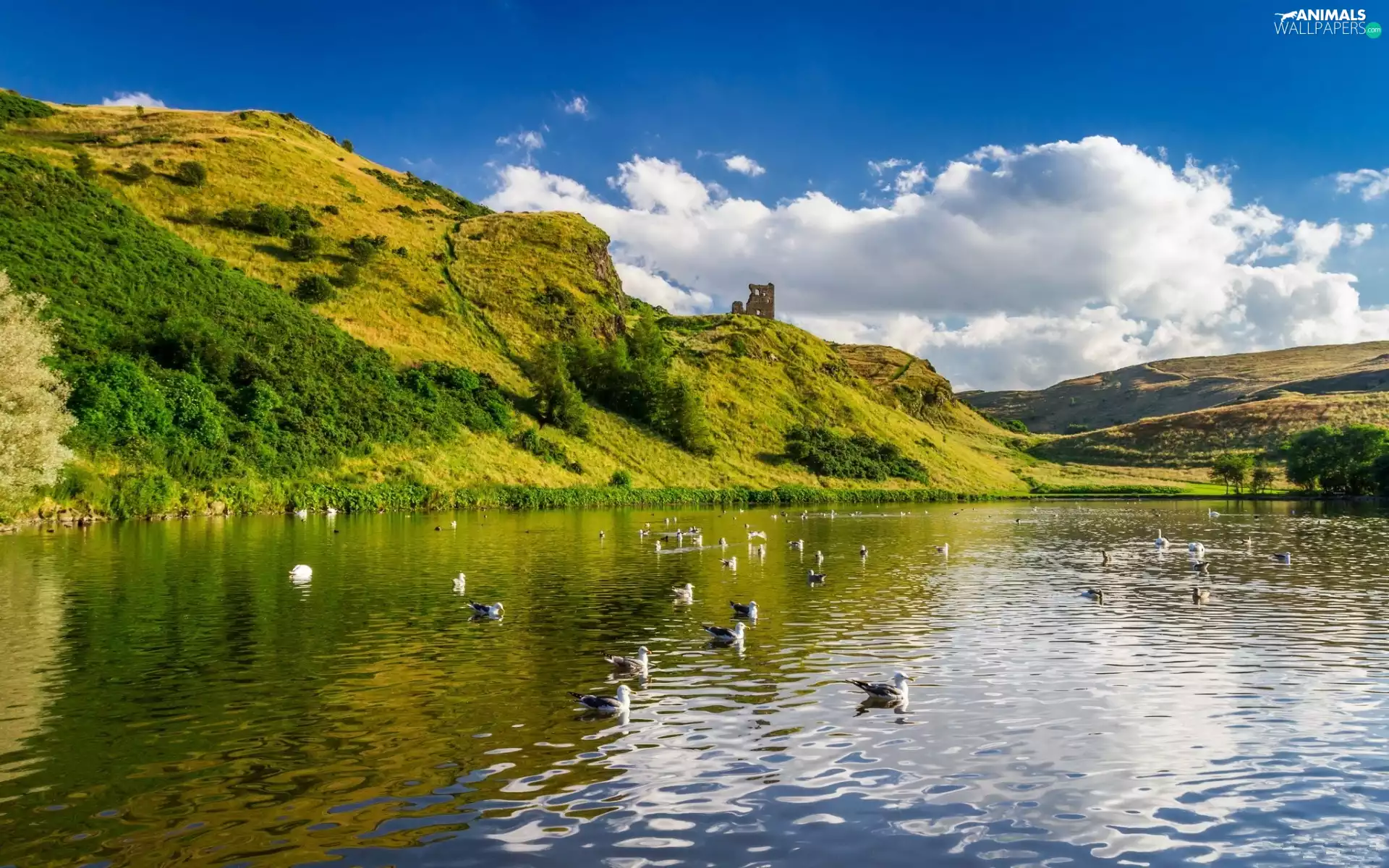 gulls, lake, Mountains