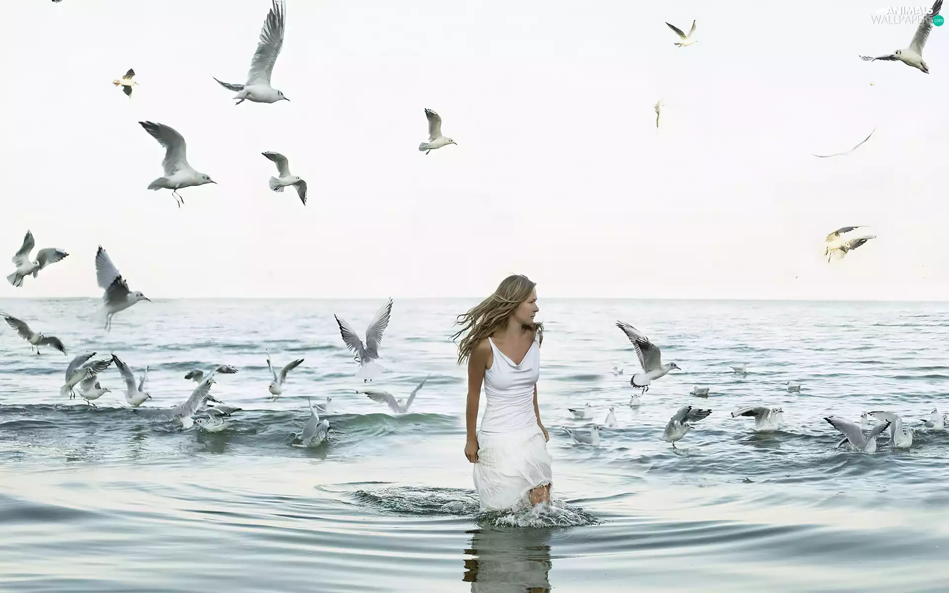 gulls, girl, sea