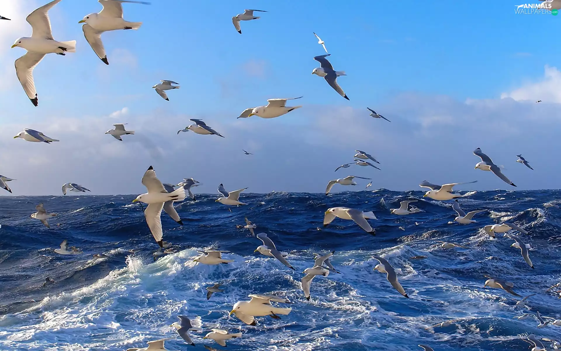 gulls, rough, sea