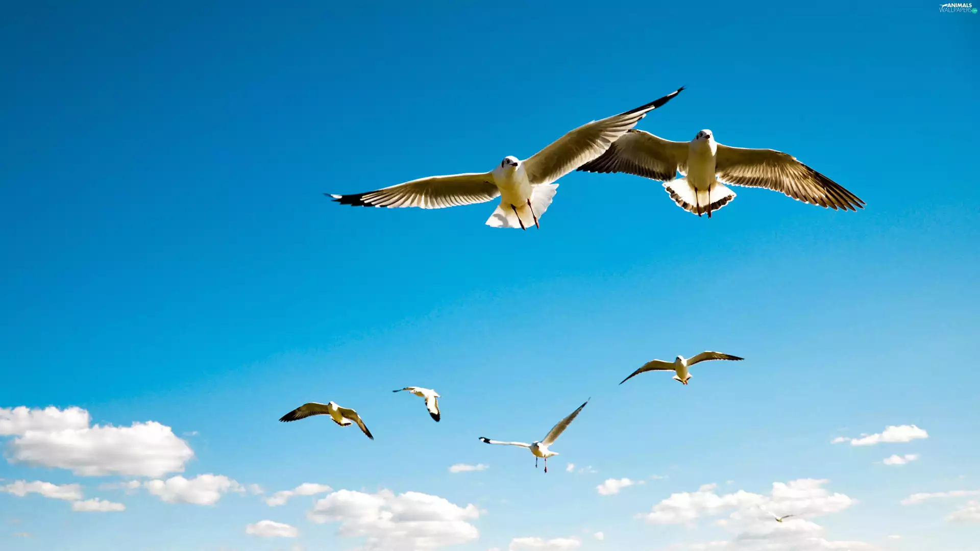 gulls, birds, Sky