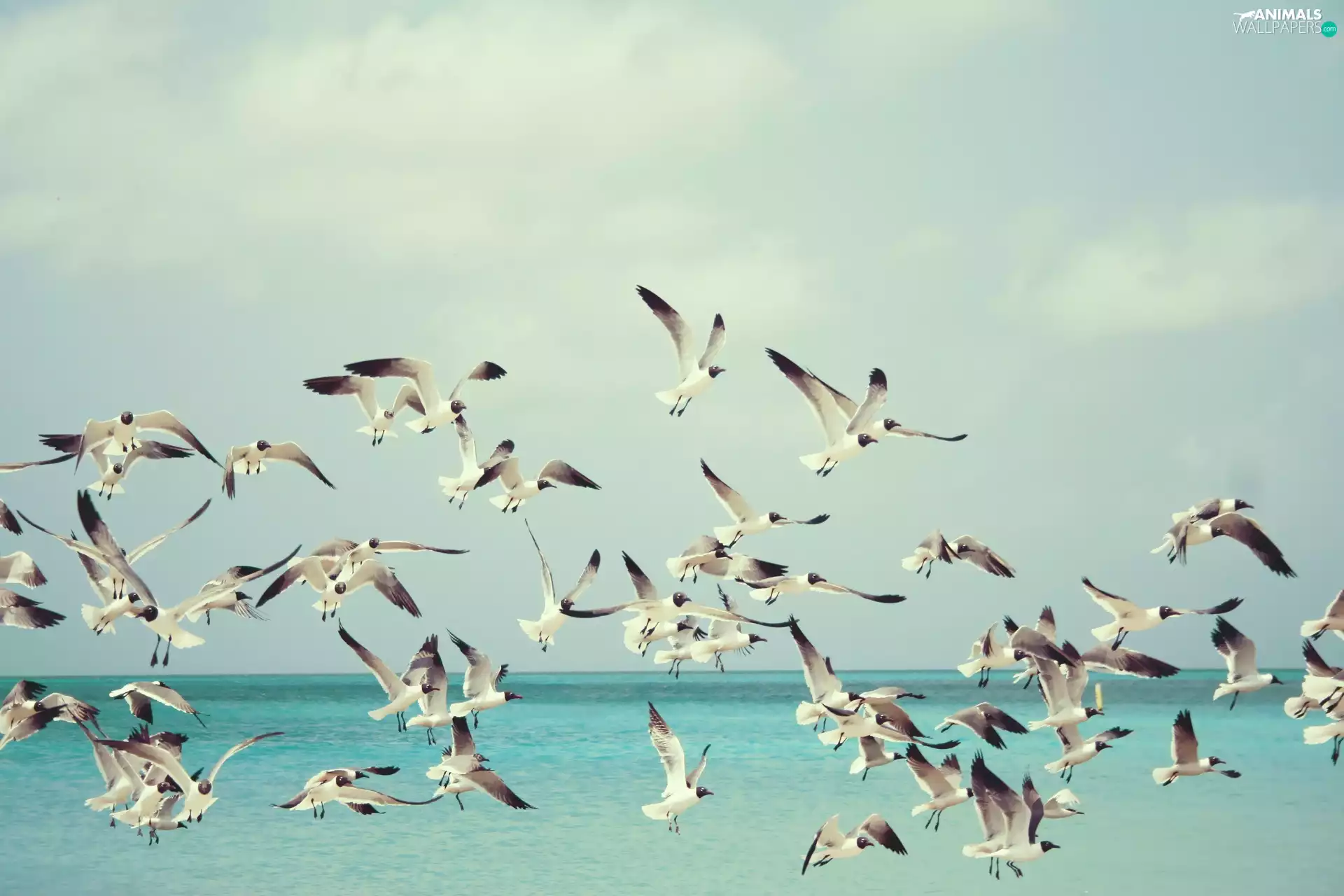 gulls, sea, Sky