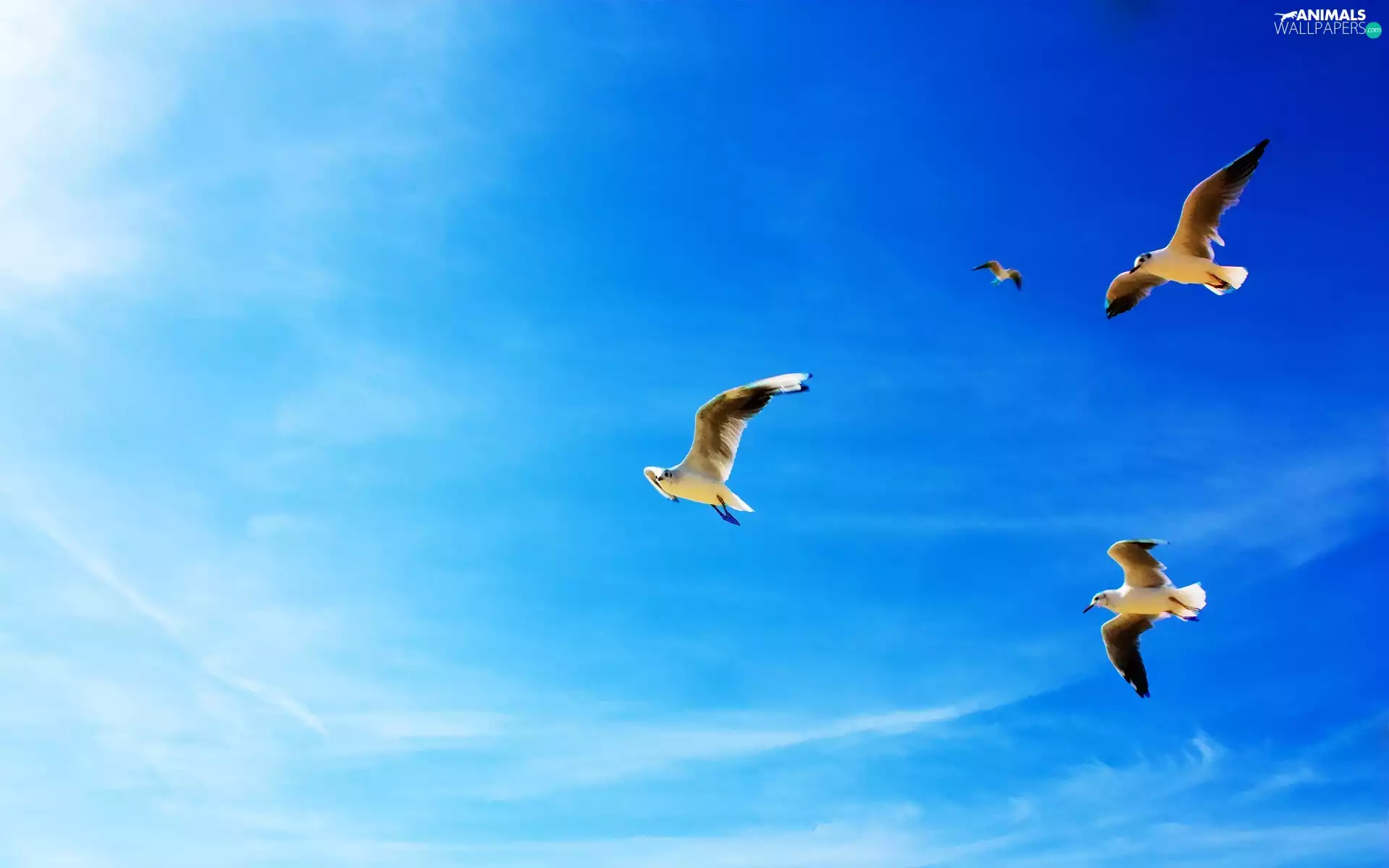 gulls, Sky, soaring