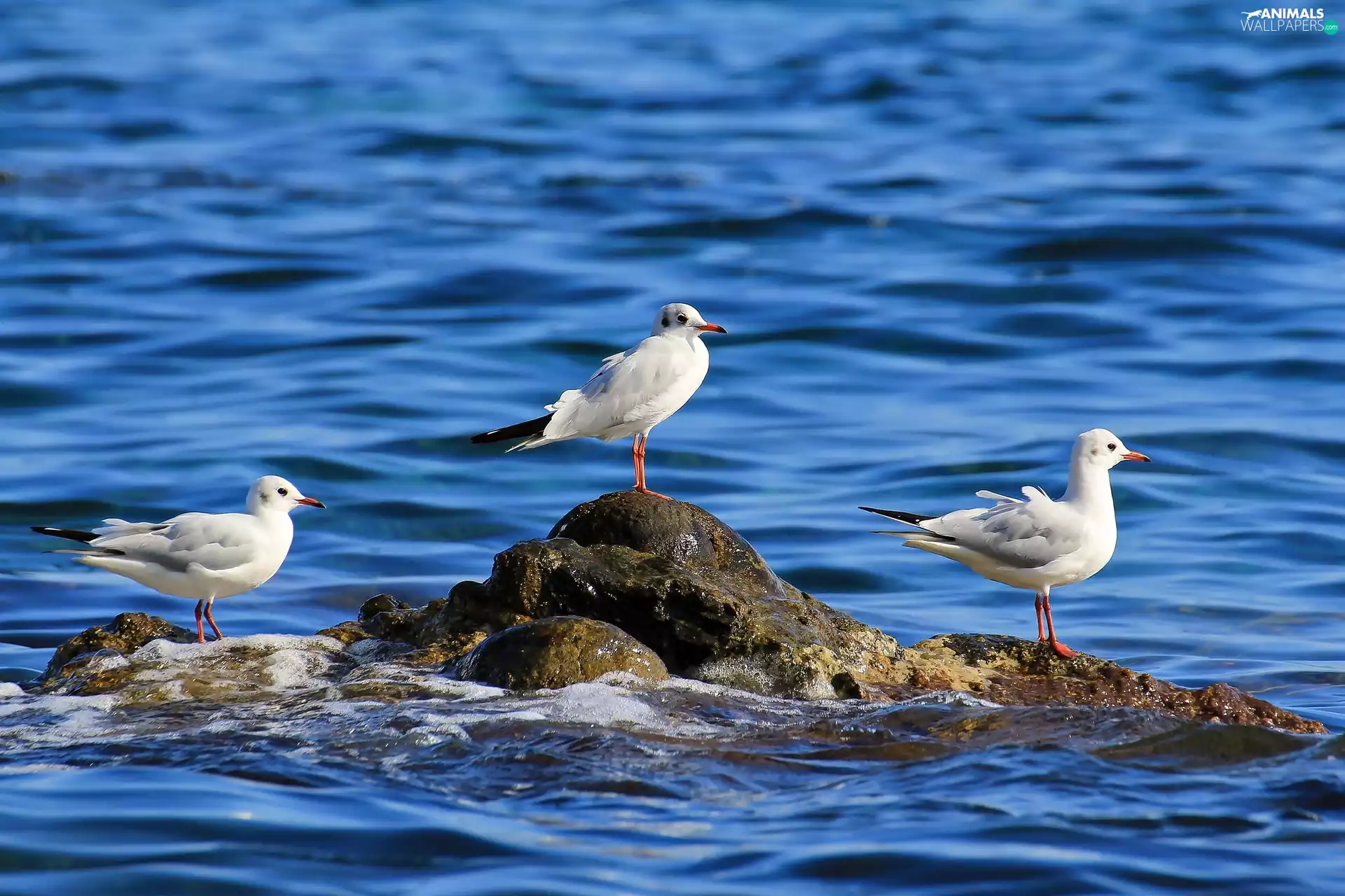 gulls, water