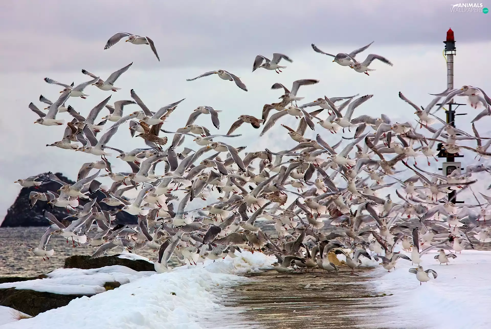 gulls