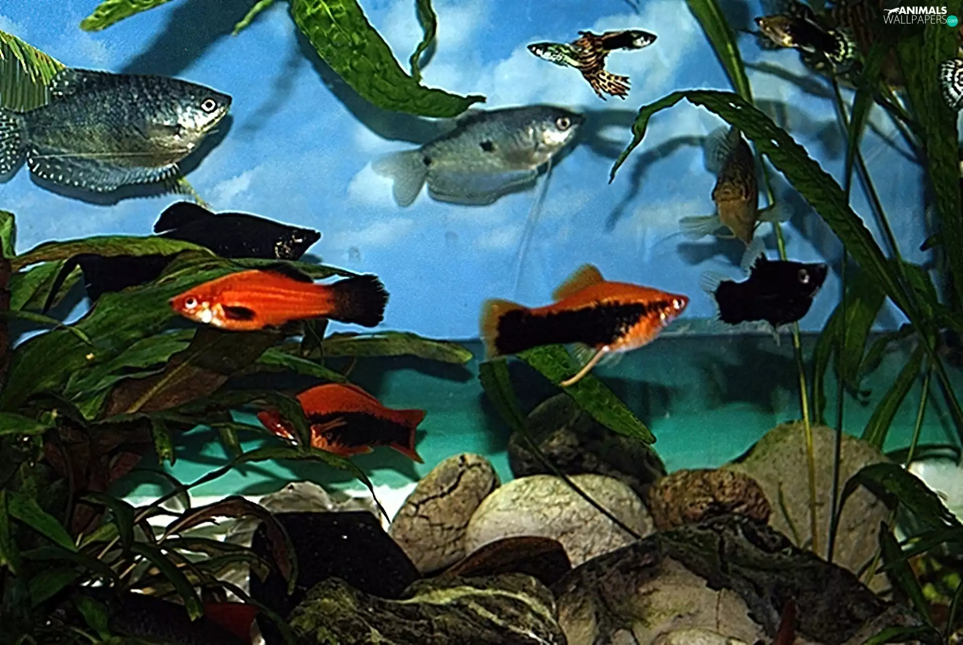 Gurami, aquarium, gladioli