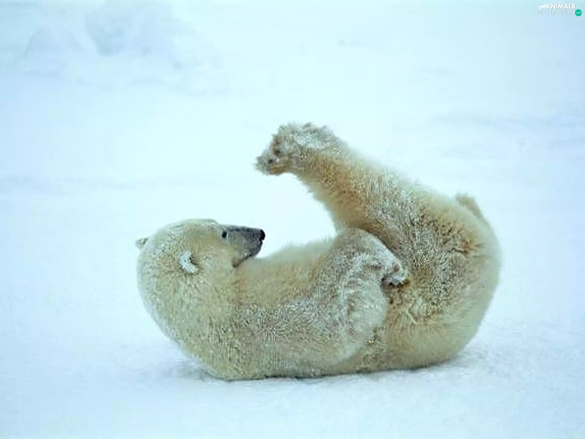 gymnastics, Bear, polar