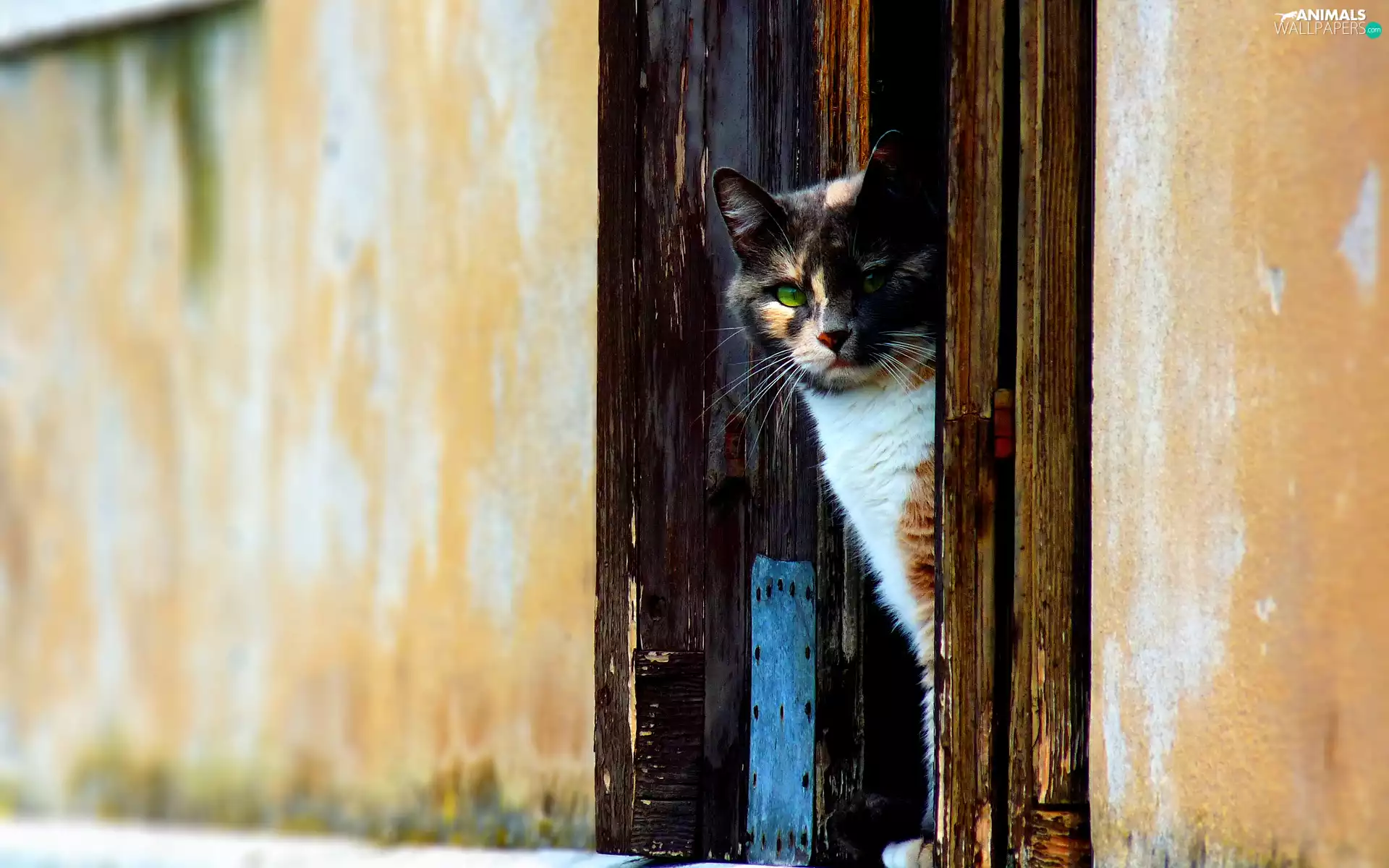 hair, cat, Coloured