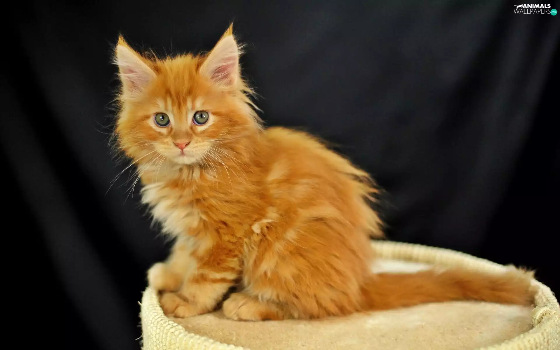 long, hair, ginger, cat, small