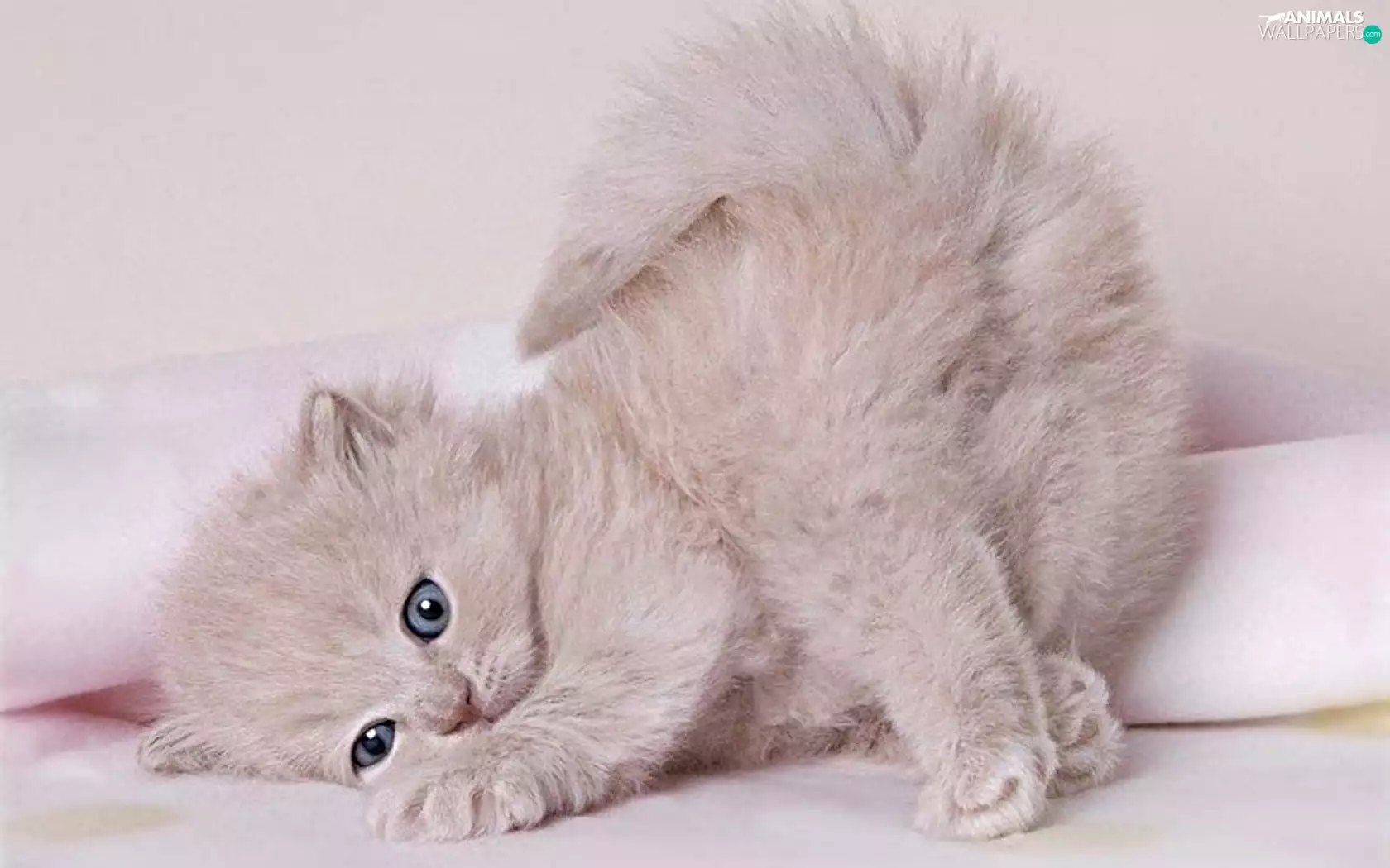 hair, honeyed, kitty