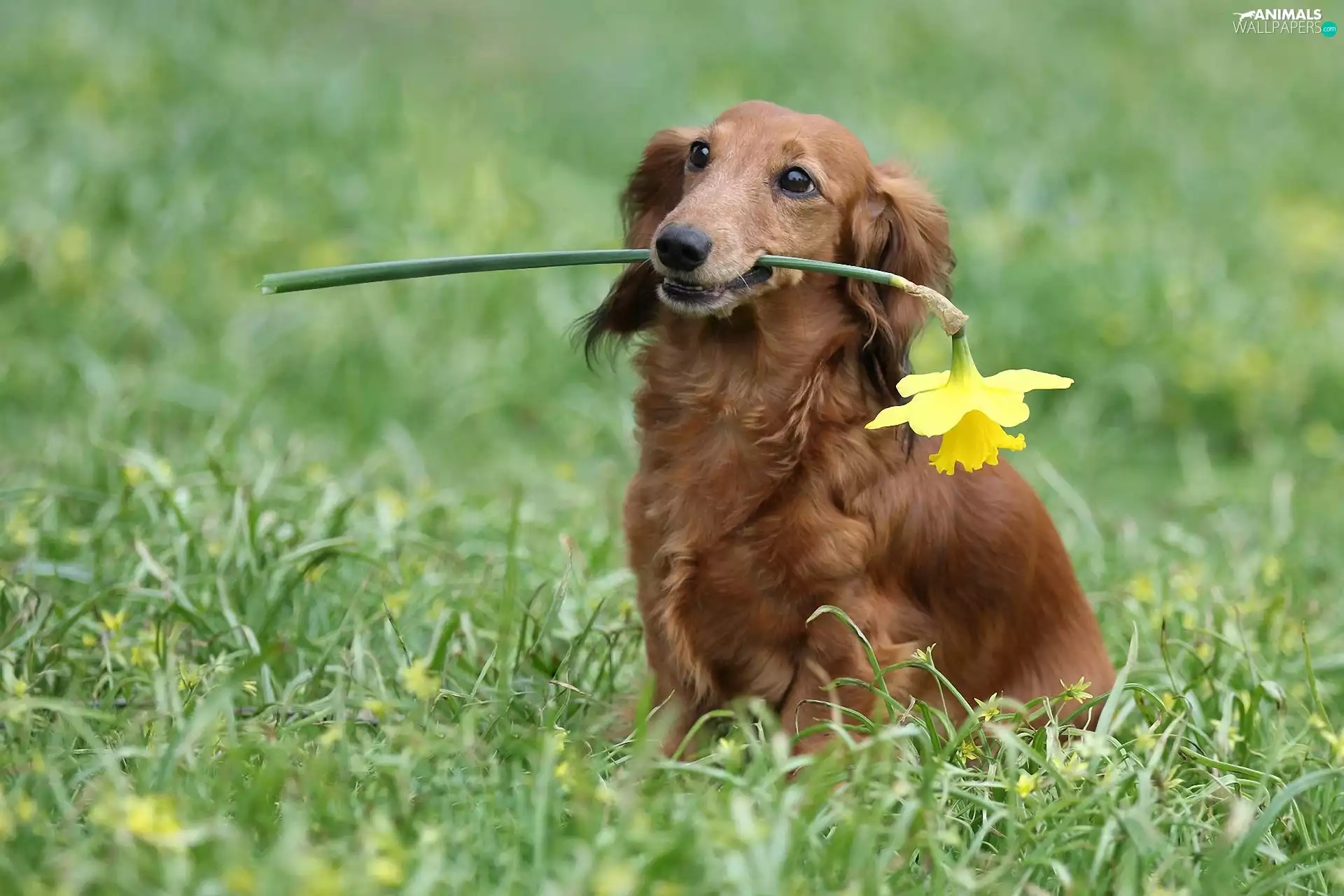 dog, jonquil, long-haired Dachshund, Laka